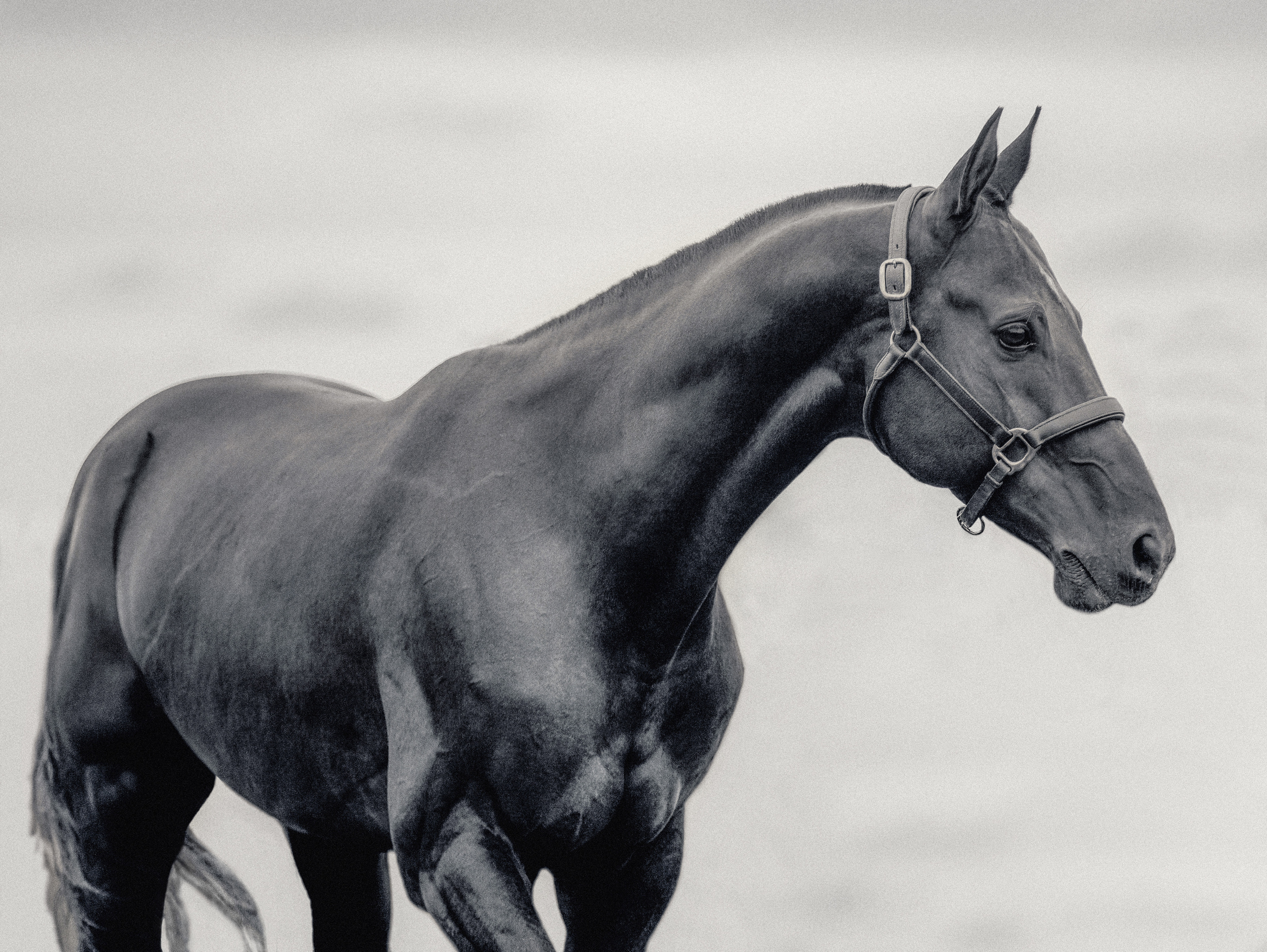 Съёмка лошадей/чб. Конный фотограф в Калининграде Елена Курбатова