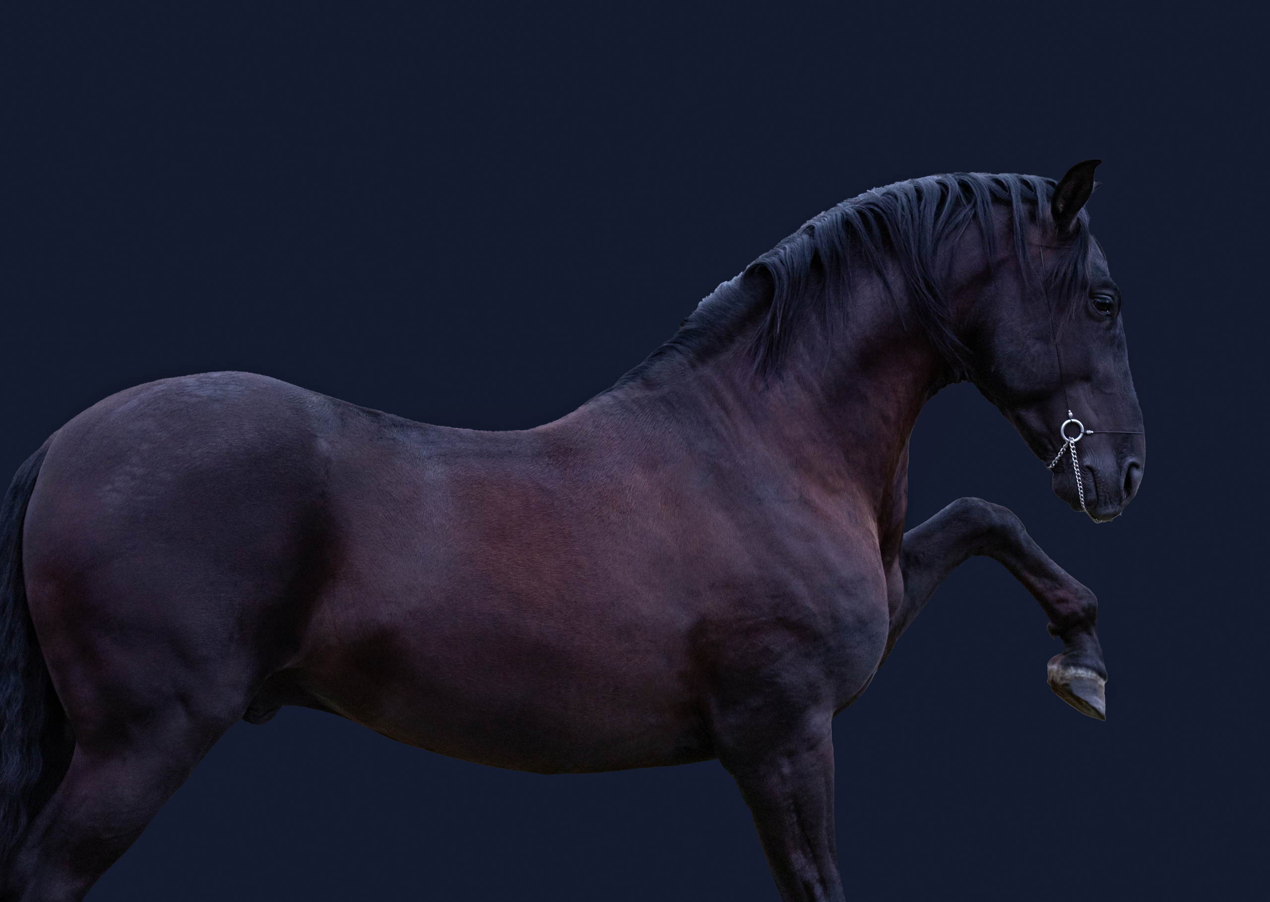 Интерьерная съёмка лошадей. Конный фотограф в Калининграде Елена Курбатова