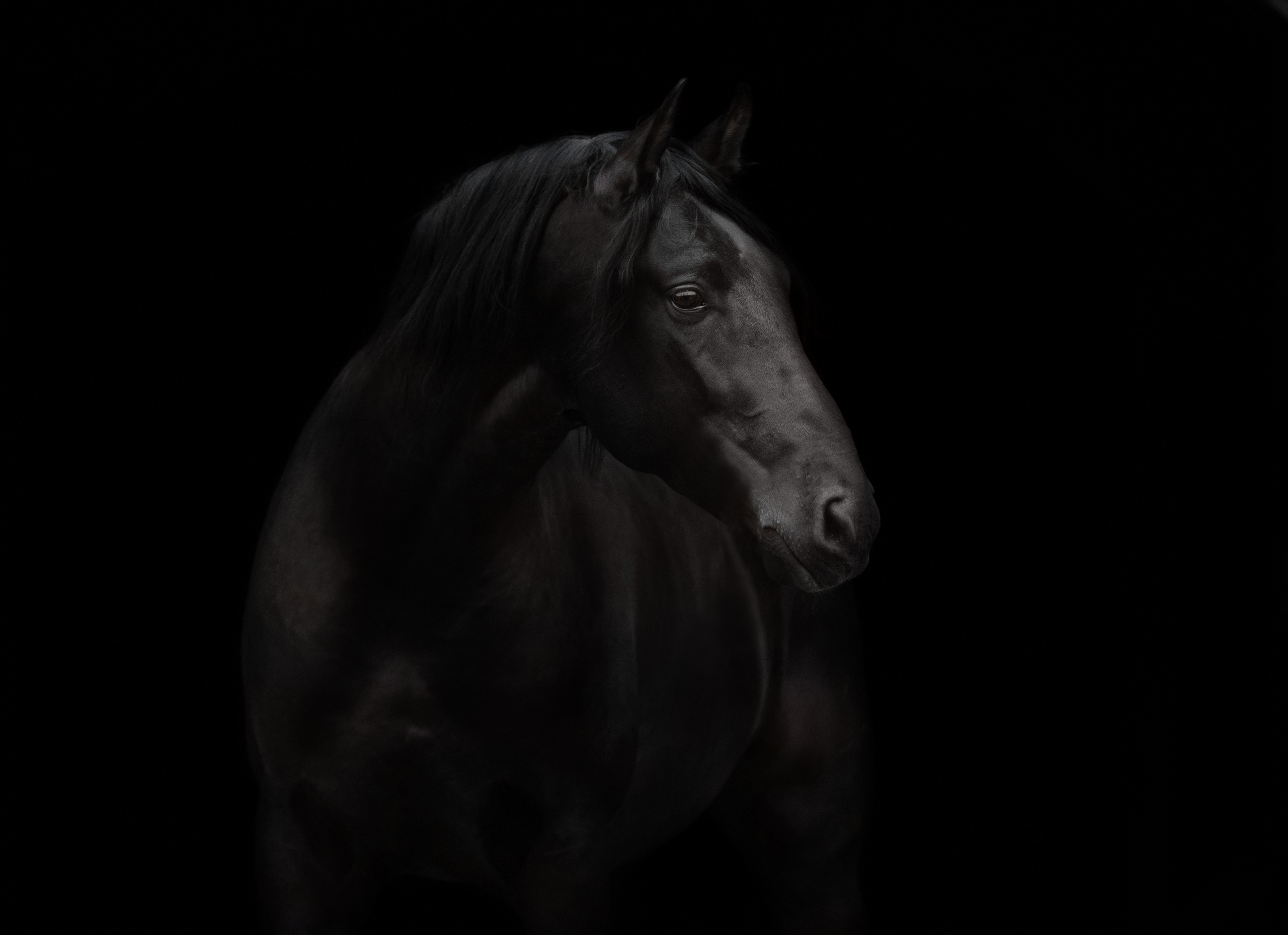 Съёмка лошадей/ цвет. Конный фотограф в Калининграде Елена Курбатова