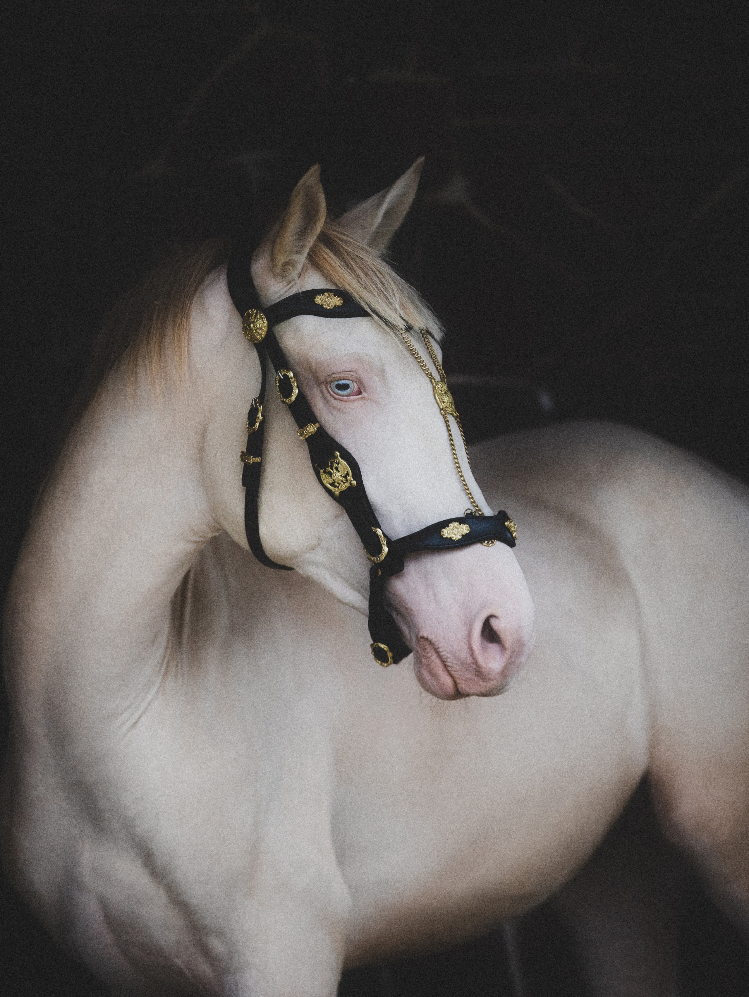 Съёмка лошадей/ цвет. Конный фотограф в Калининграде Елена Курбатова