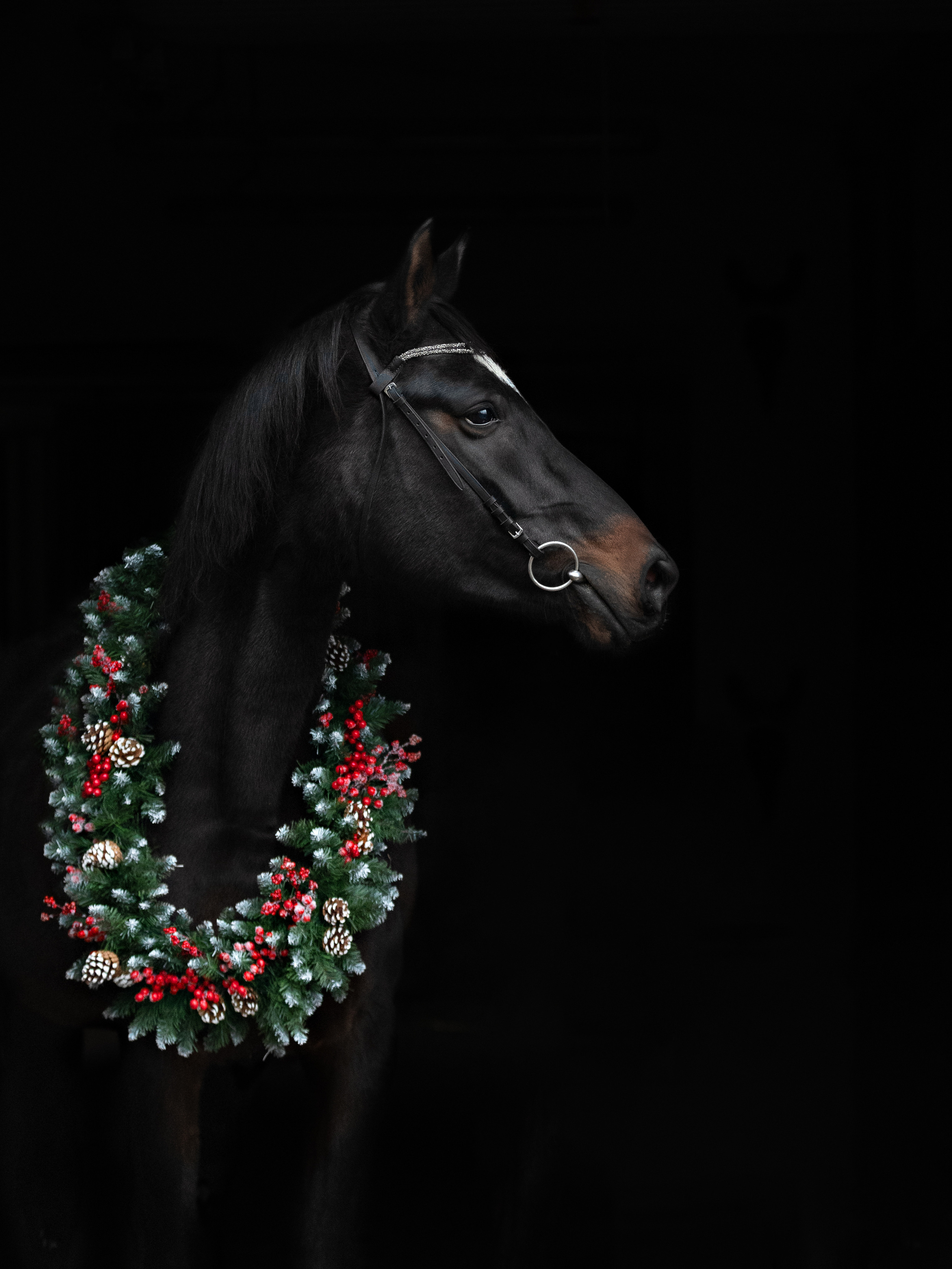 Съёмка лошадей/ цвет. Конный фотограф в Калининграде Елена Курбатова