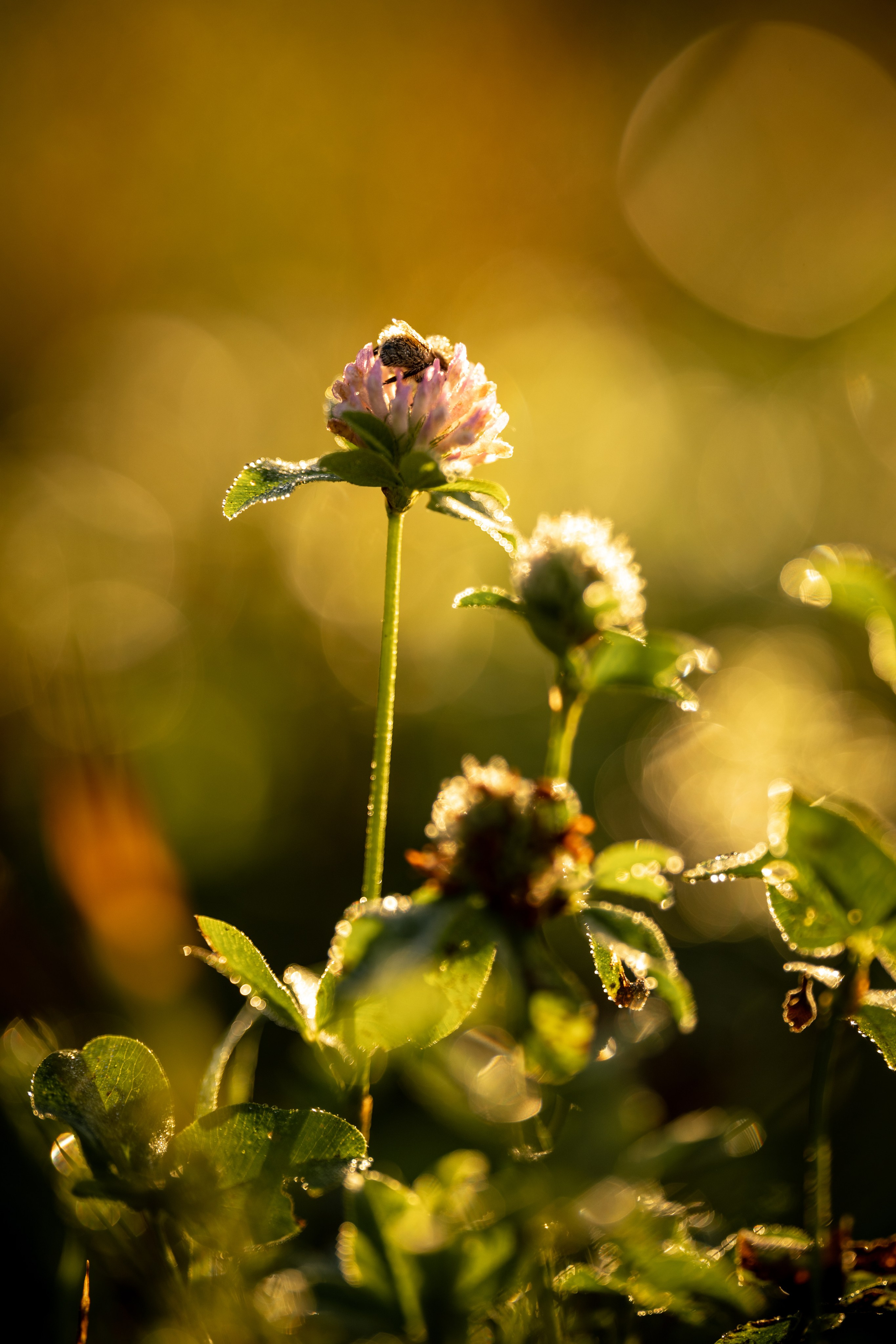 Природные пейзажи. Наталия Клевинскас портретный фотограф в Костроме