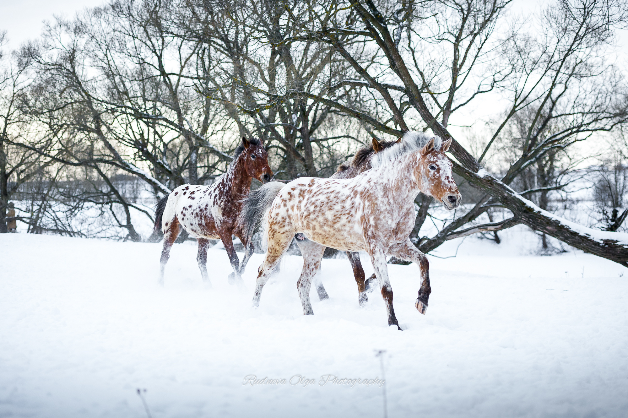 Лошади. ТУРНИРНАЯ КОННАЯ ФОТОГРАФИЯ, Руднева Ольга и Евгений Адеев