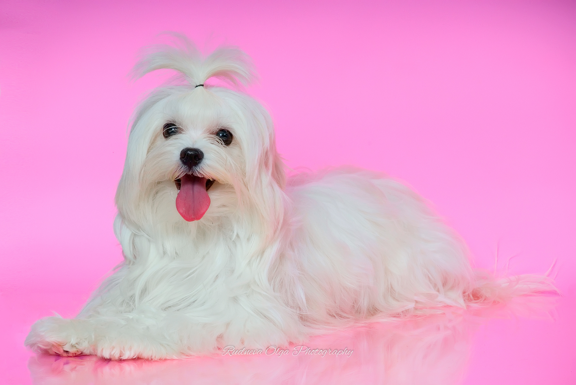 Ваши питомцы. ТУРНИРНАЯ КОННАЯ ФОТОГРАФИЯ, Руднева Ольга и Евгений Адеев