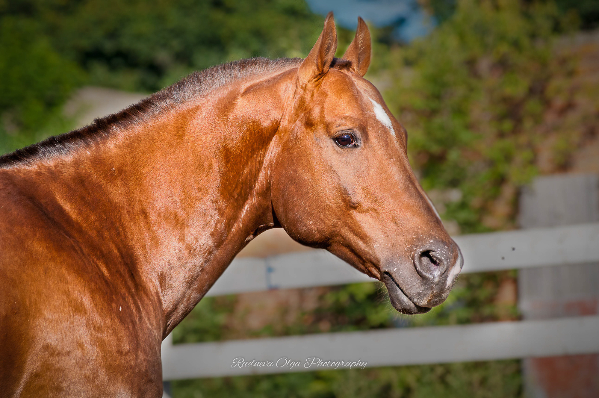 Лошади. ТУРНИРНАЯ КОННАЯ ФОТОГРАФИЯ, Руднева Ольга и Евгений Адеев