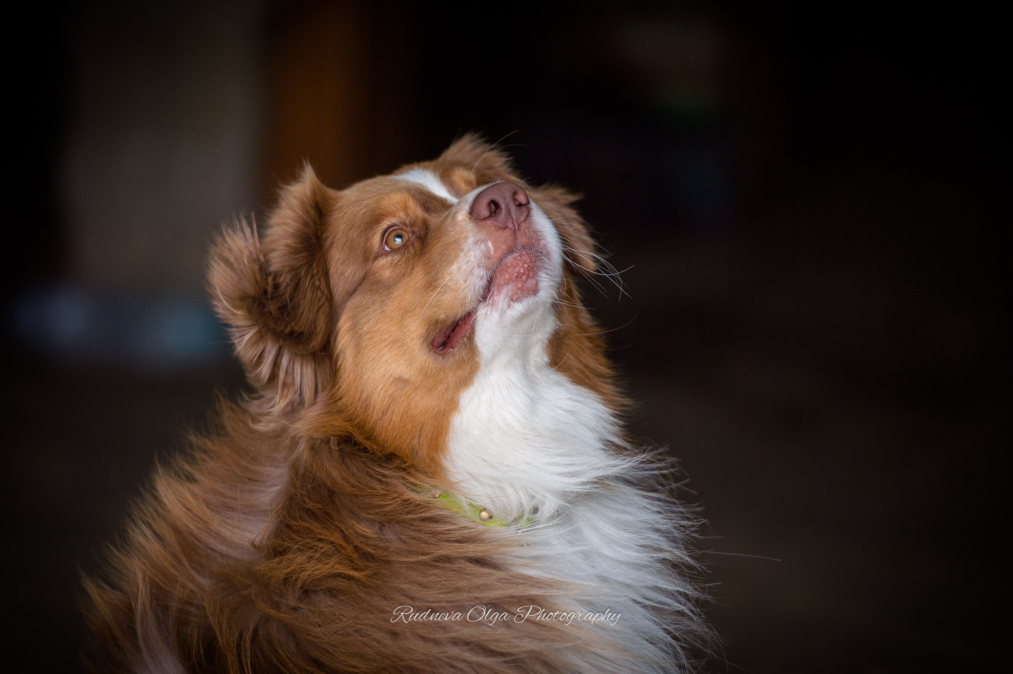 Ваши питомцы. ТУРНИРНАЯ КОННАЯ ФОТОГРАФИЯ, Руднева Ольга и Евгений Адеев