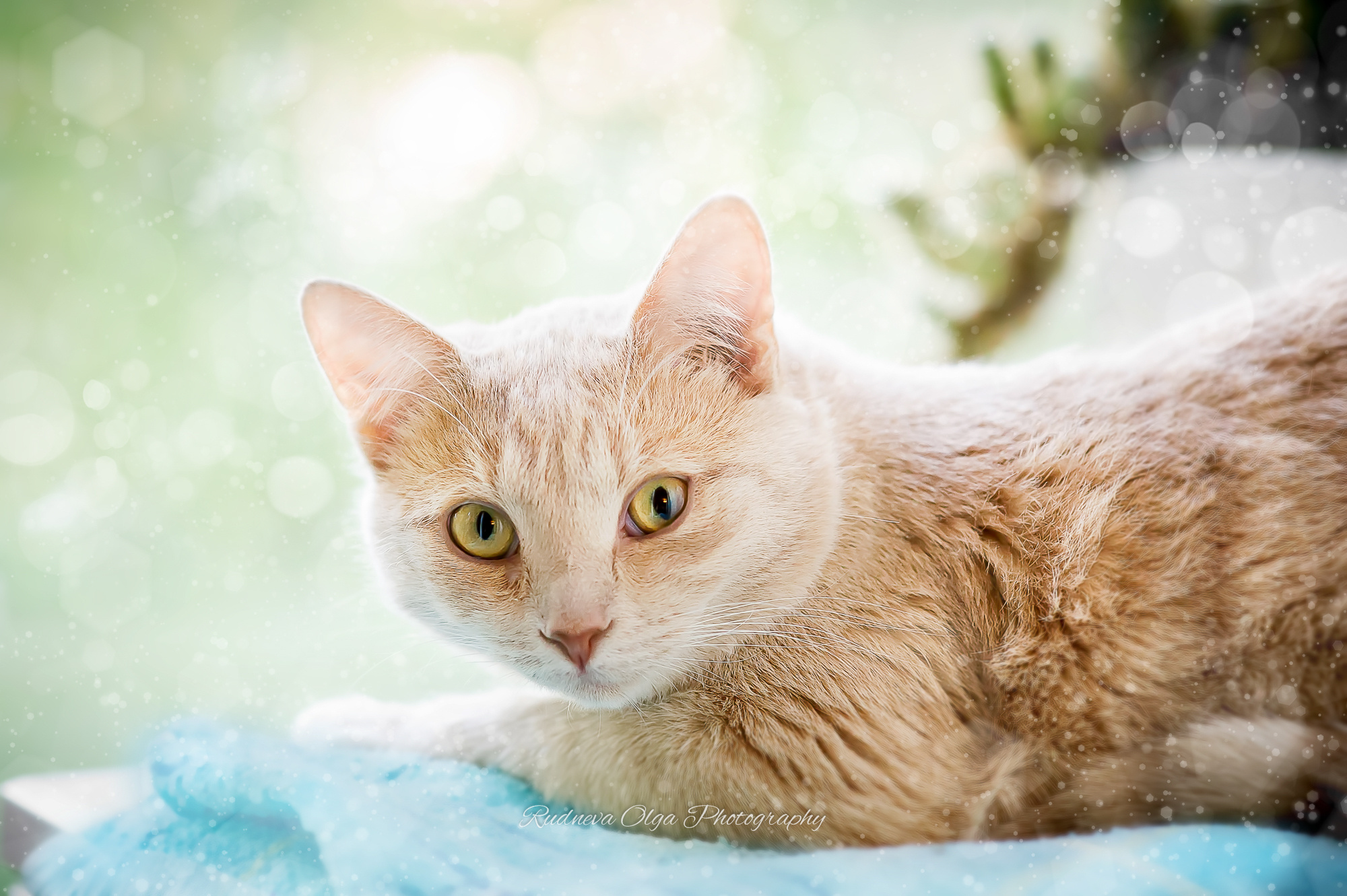 Ваши питомцы. ТУРНИРНАЯ КОННАЯ ФОТОГРАФИЯ, Руднева Ольга и Евгений Адеев