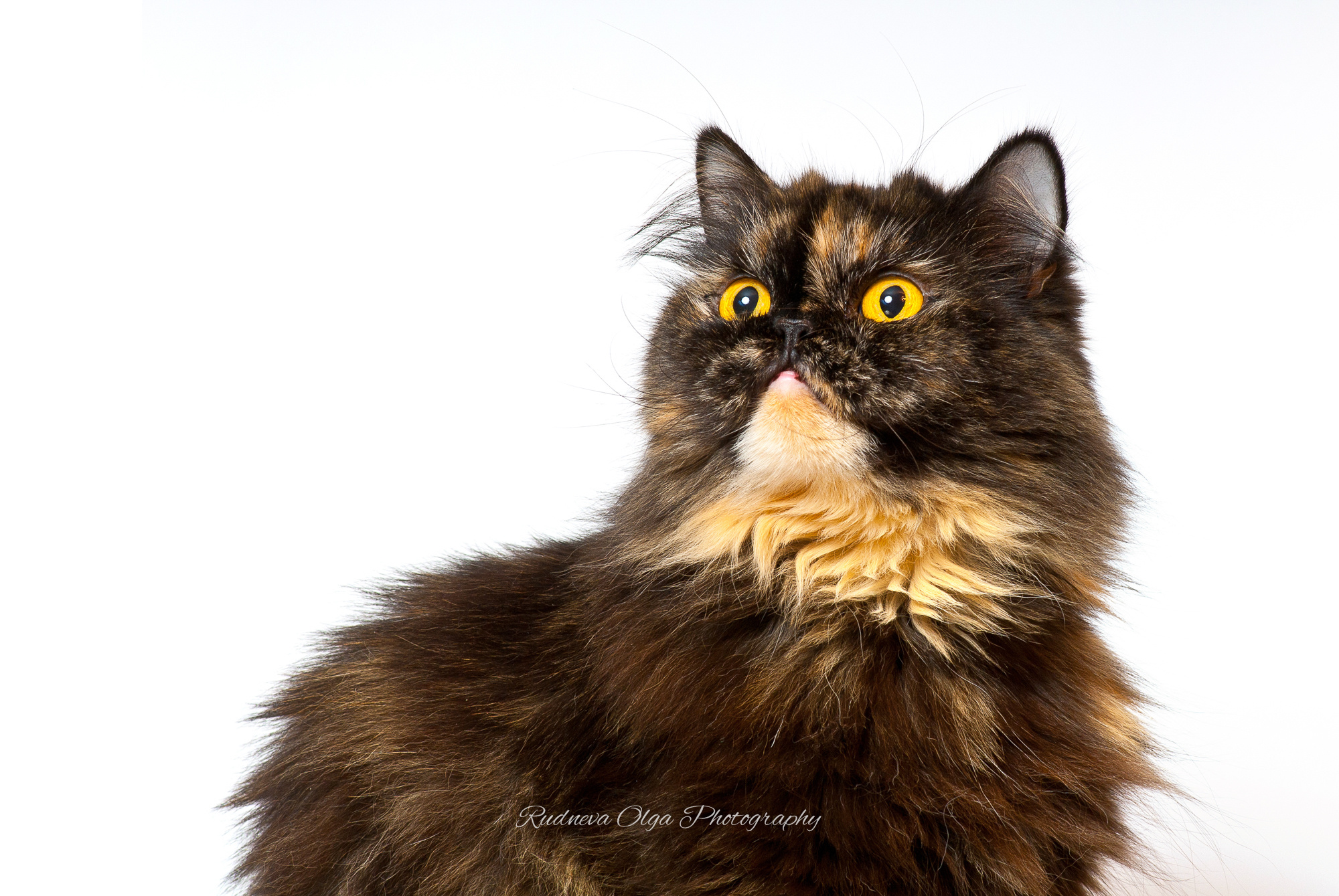 Ваши питомцы. ТУРНИРНАЯ КОННАЯ ФОТОГРАФИЯ, Руднева Ольга и Евгений Адеев