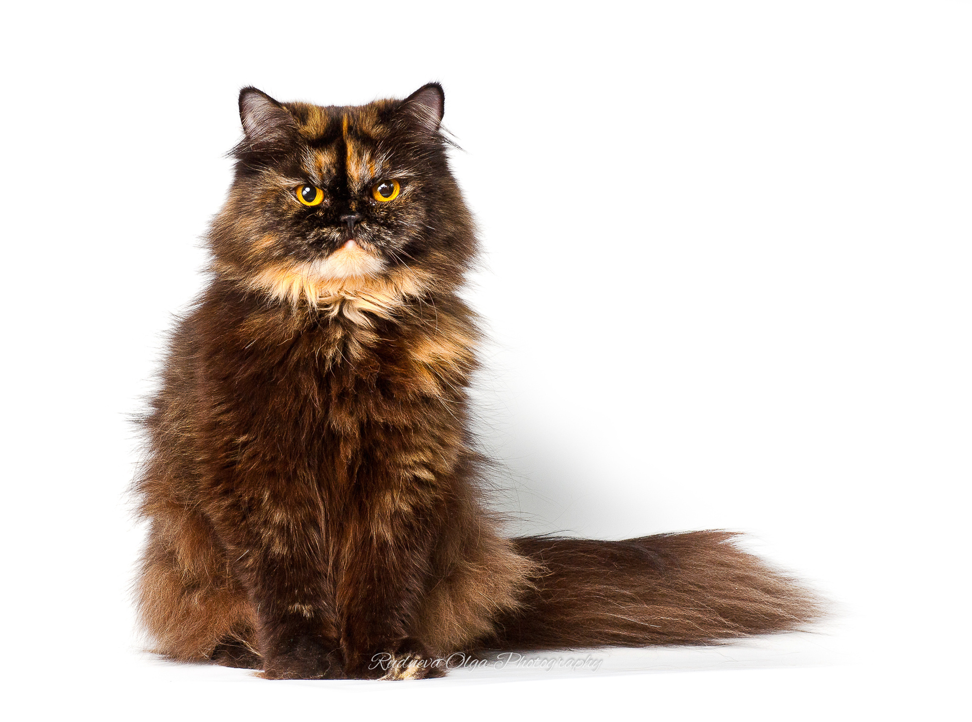 Ваши питомцы. ТУРНИРНАЯ КОННАЯ ФОТОГРАФИЯ, Руднева Ольга и Евгений Адеев