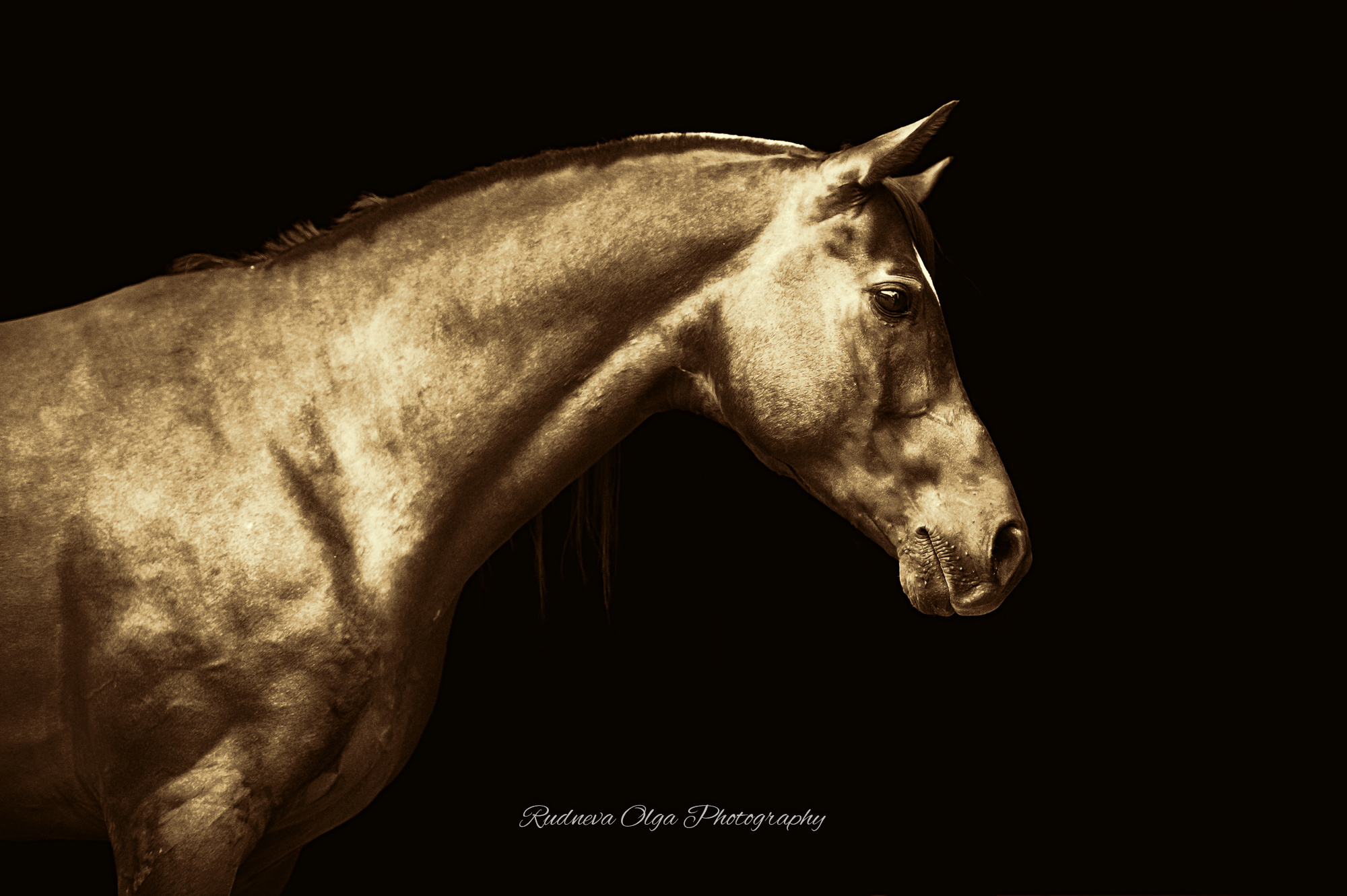 Лошади. ТУРНИРНАЯ КОННАЯ ФОТОГРАФИЯ, Руднева Ольга и Евгений Адеев