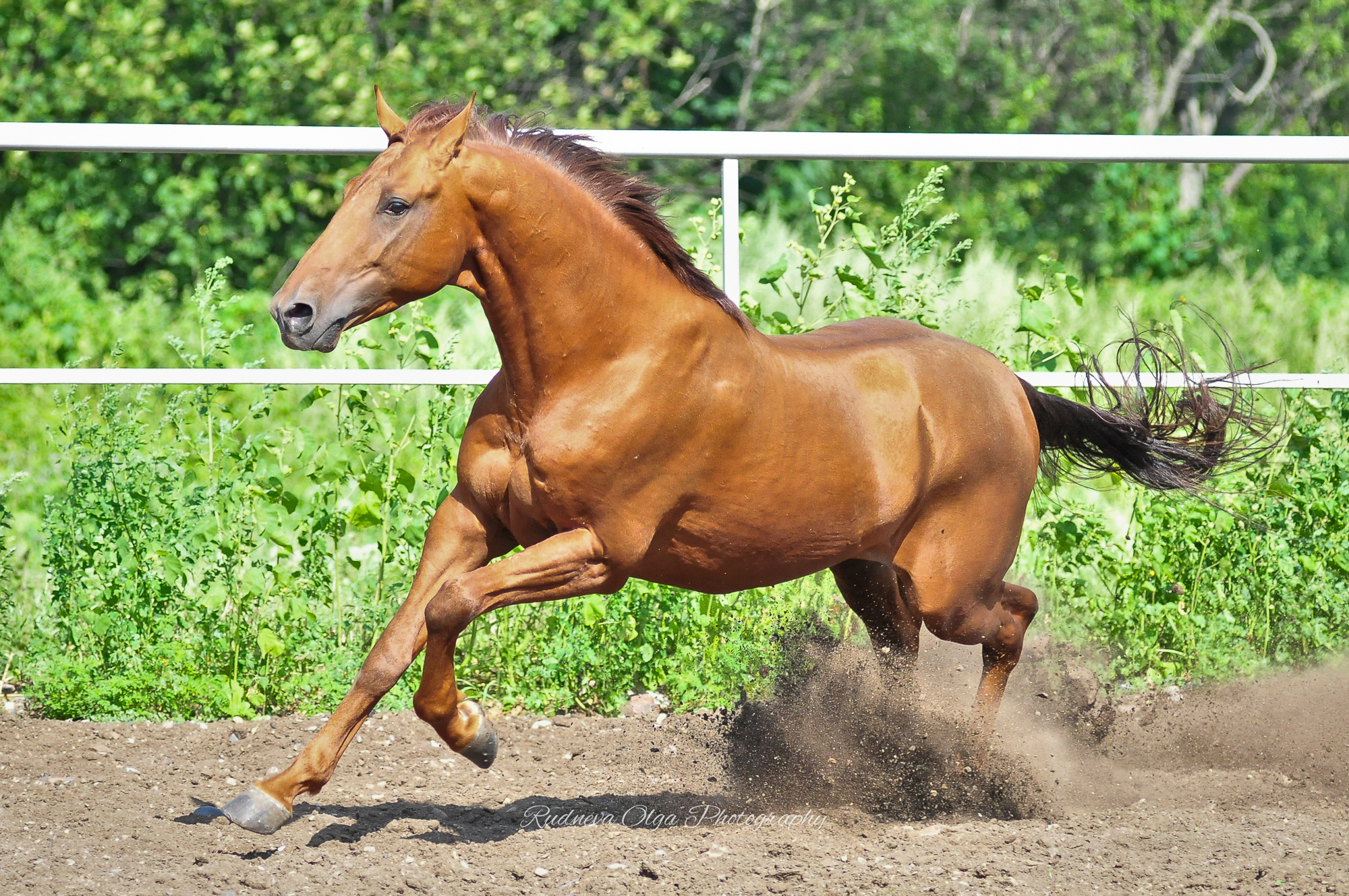 Лошади. ТУРНИРНАЯ КОННАЯ ФОТОГРАФИЯ, Руднева Ольга и Евгений Адеев