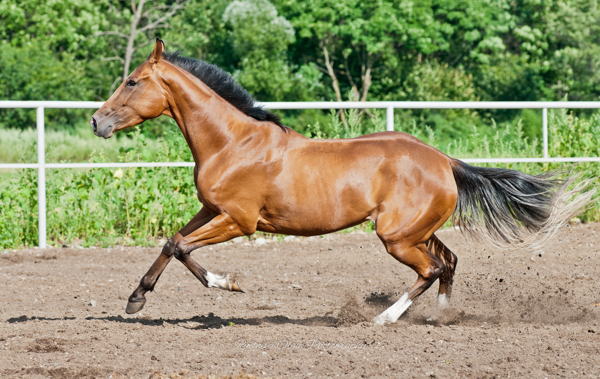 Лошади. ТУРНИРНАЯ КОННАЯ ФОТОГРАФИЯ, Руднева Ольга и Евгений Адеев