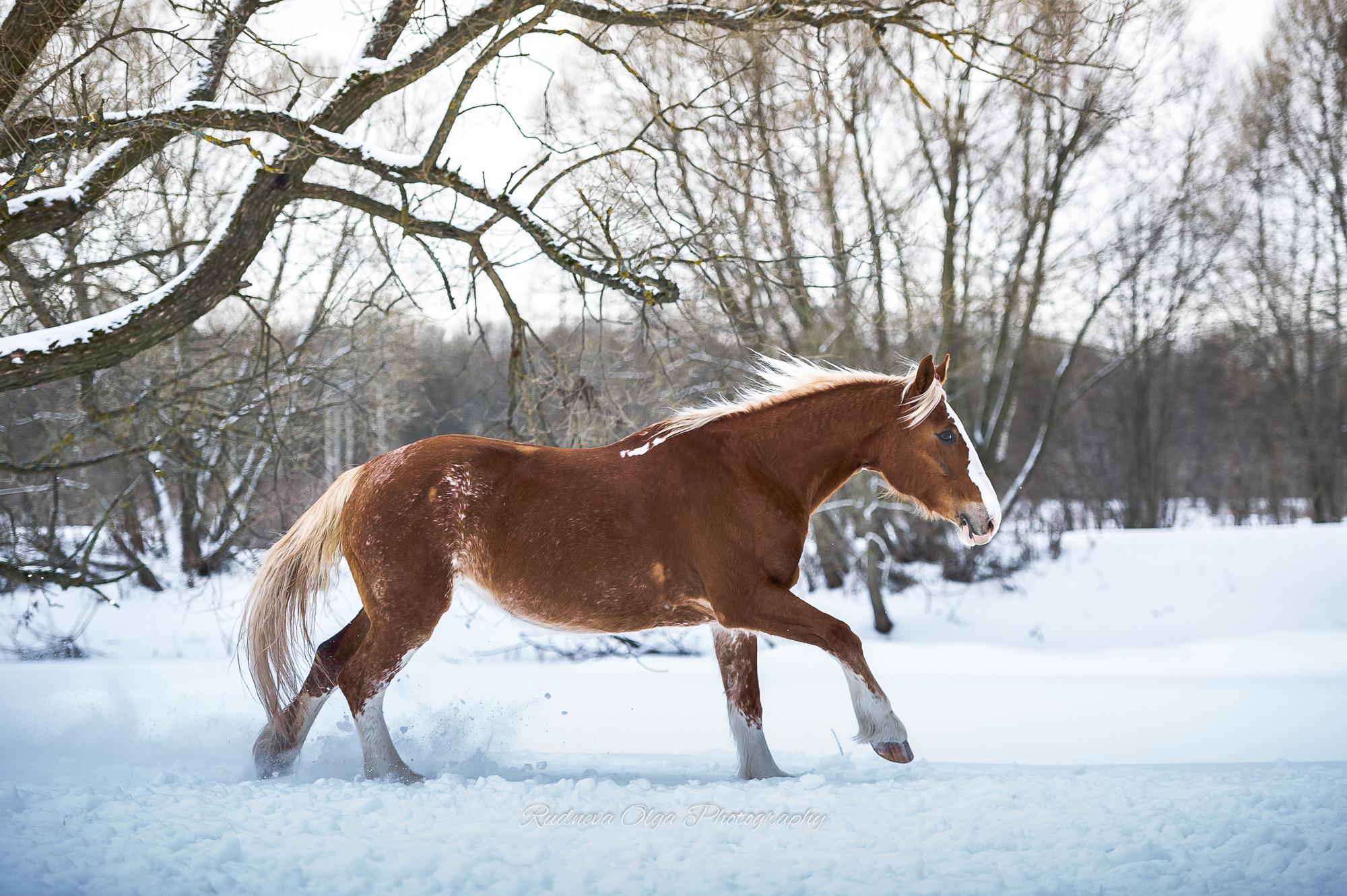 Лошади. ТУРНИРНАЯ КОННАЯ ФОТОГРАФИЯ, Руднева Ольга и Евгений Адеев