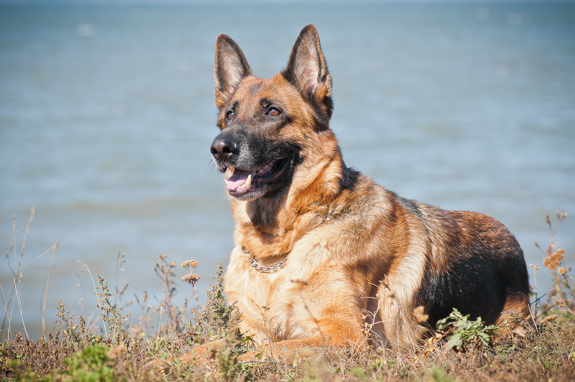 Ваши питомцы. ТУРНИРНАЯ КОННАЯ ФОТОГРАФИЯ, Руднева Ольга и Евгений Адеев