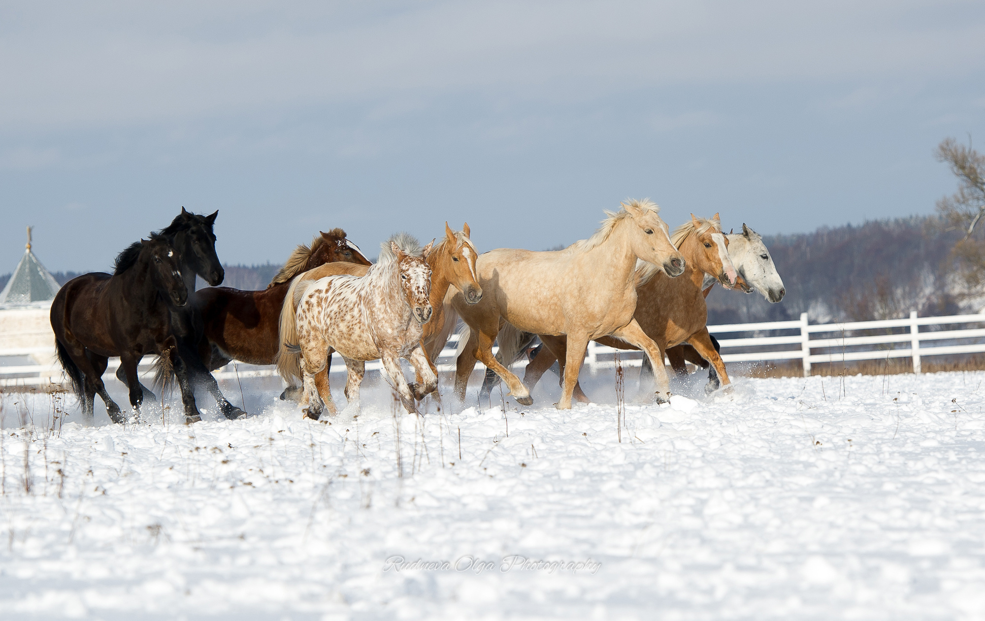 Лошади. ТУРНИРНАЯ КОННАЯ ФОТОГРАФИЯ, Руднева Ольга и Евгений Адеев