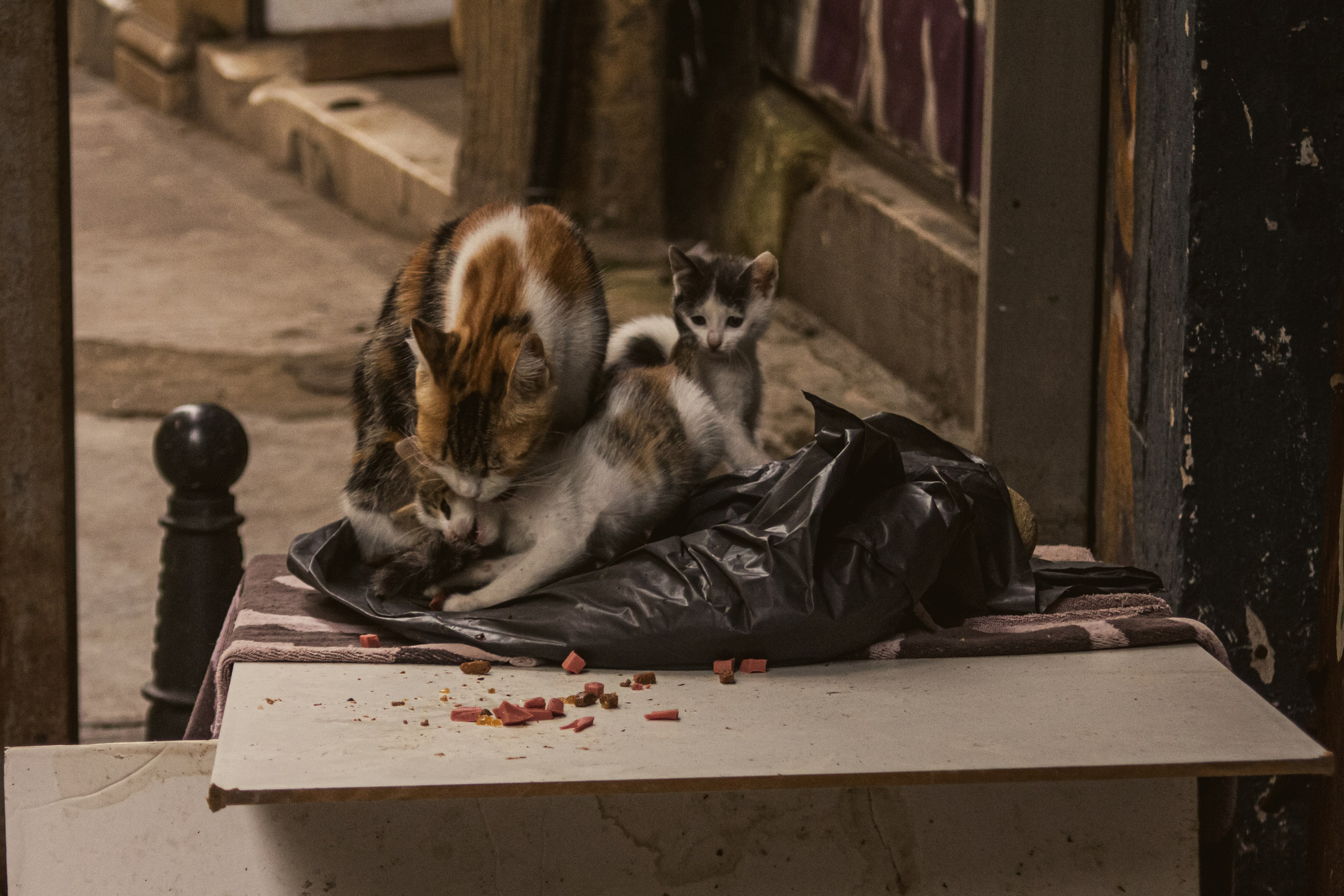 Животные. Фотограф Москва, портрет, стрит, репортаж. Художественная фотосессия