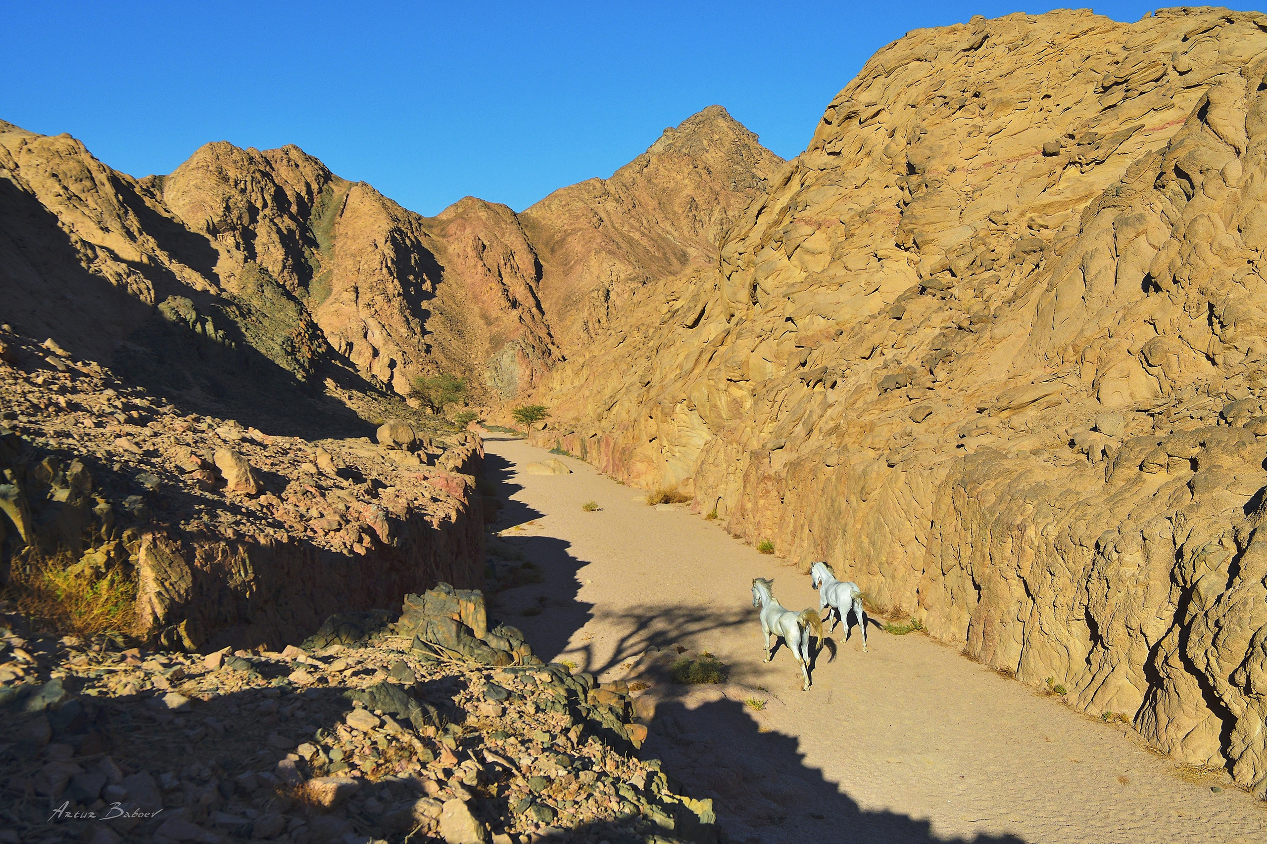 Gallery. Art photos of horses — ARTUR BABOEV | Photographer