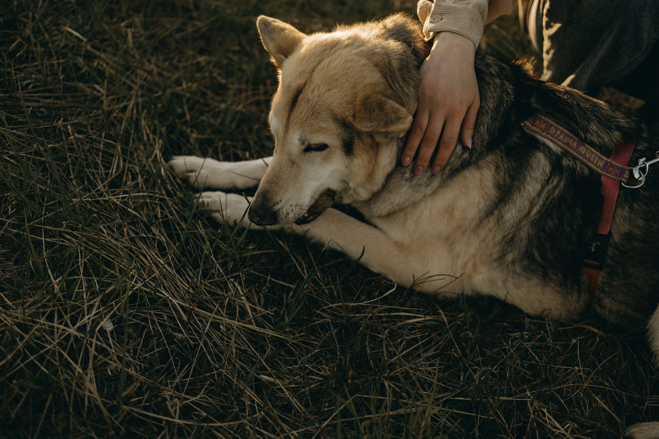 Саша и Зельда. Фотограф — Анималист | Санкт-Петербург