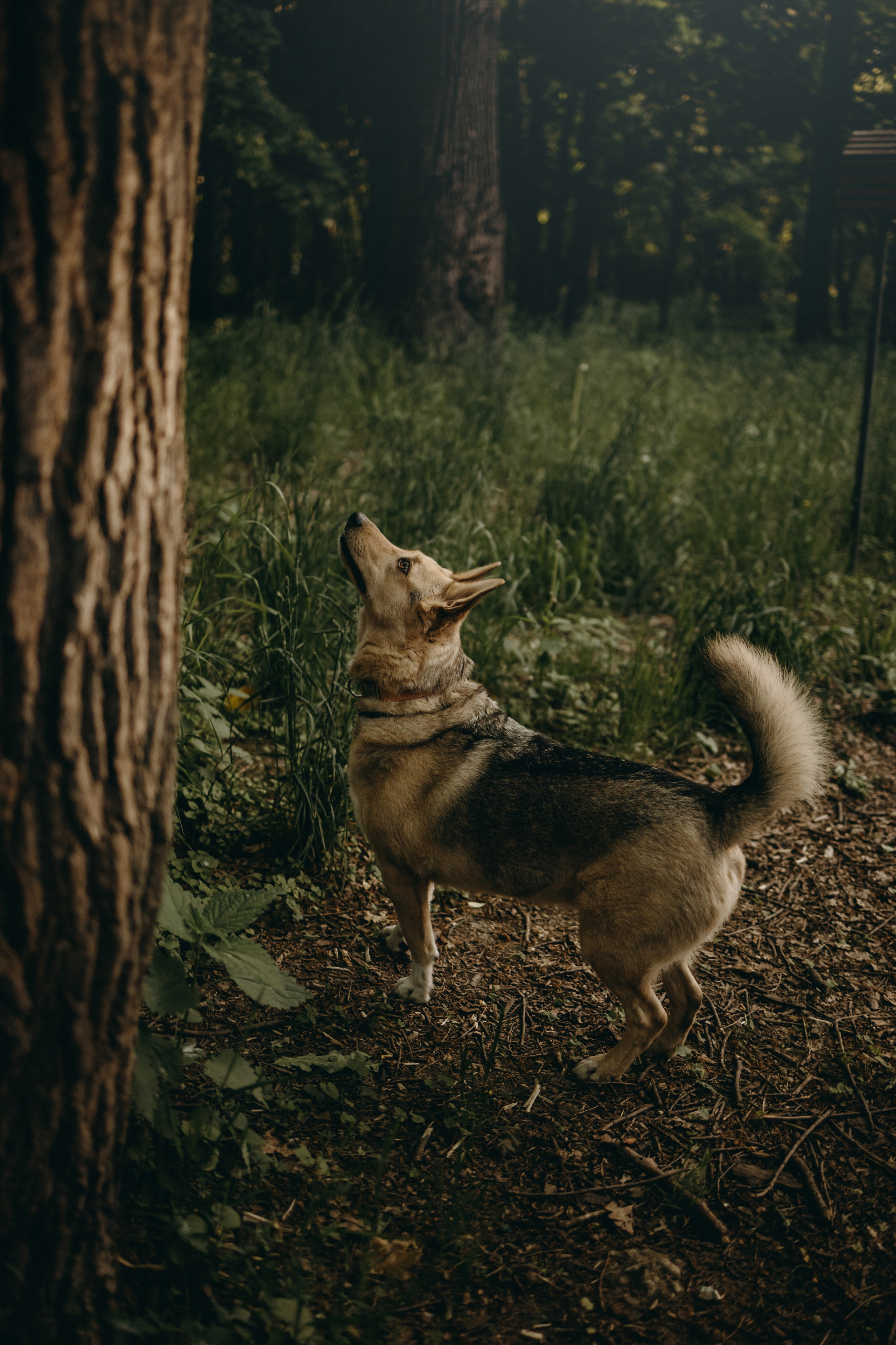 Татьяна, Сергей и их Булочка и Пончик. Фотограф — Анималист | Санкт-Петербург