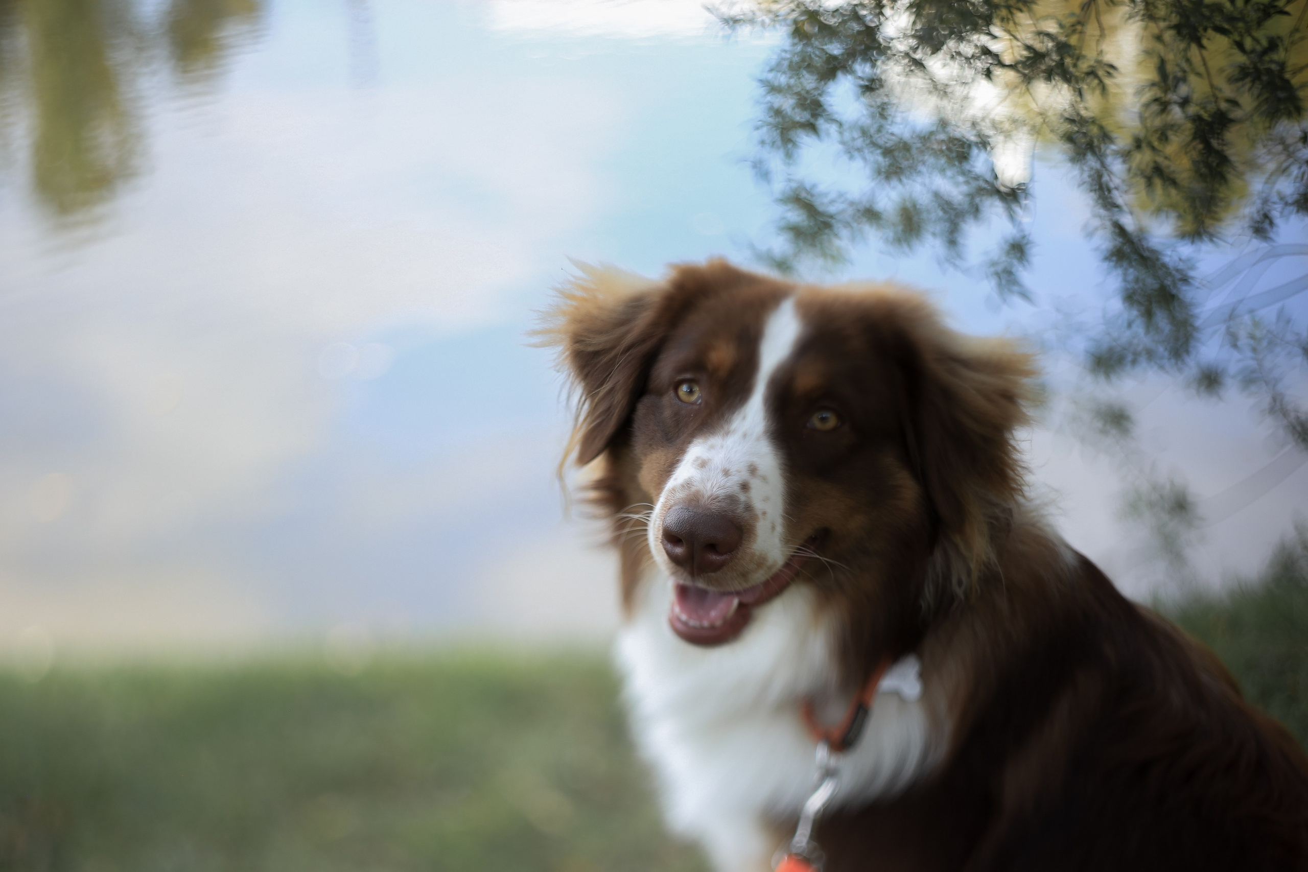 Семейная осенняя прогулка. Антонина Морозова, профессиональный семейный фотограф видеограф