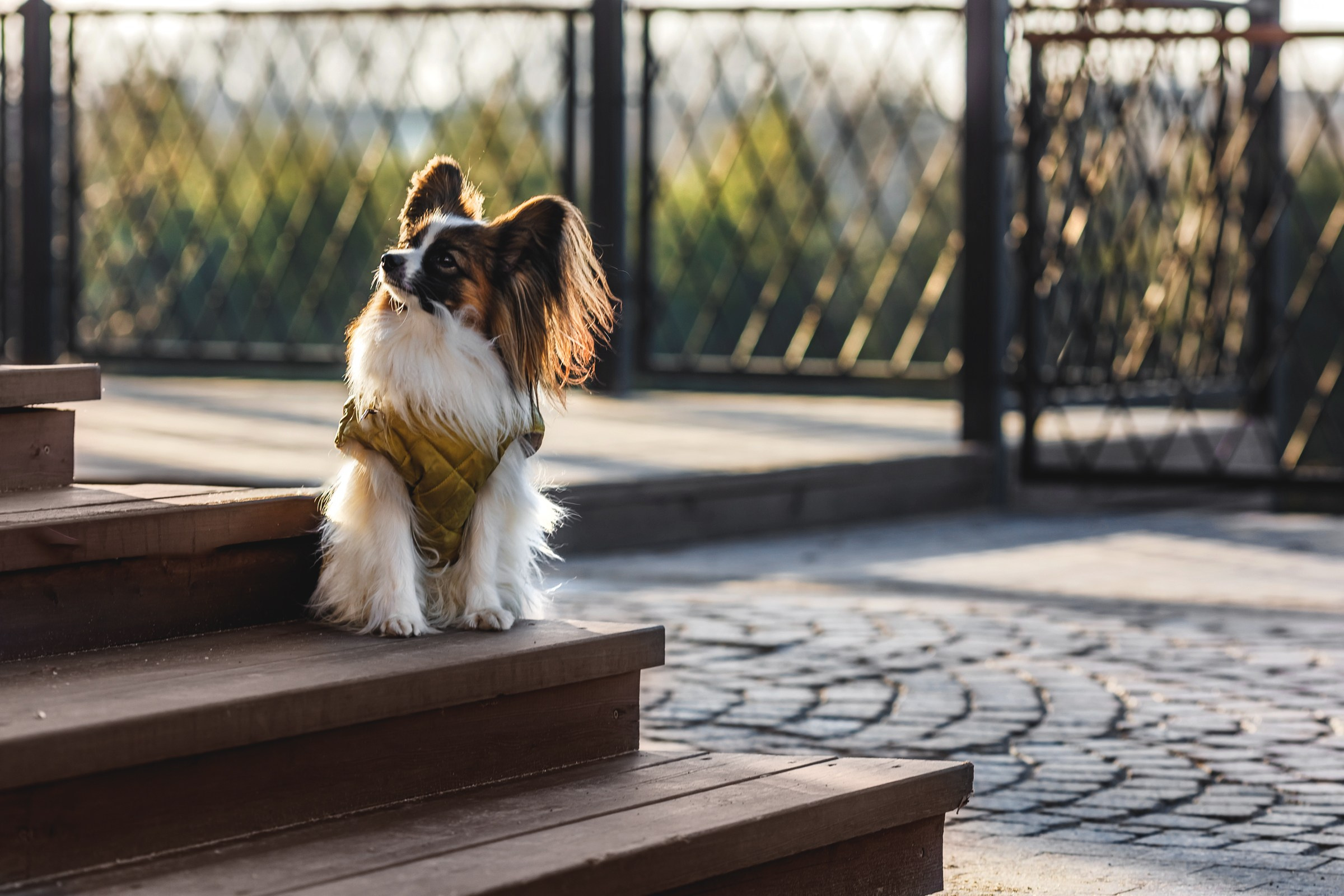 Хьюстон. Фотограф анималист Аня Ливанова | Рыбинск