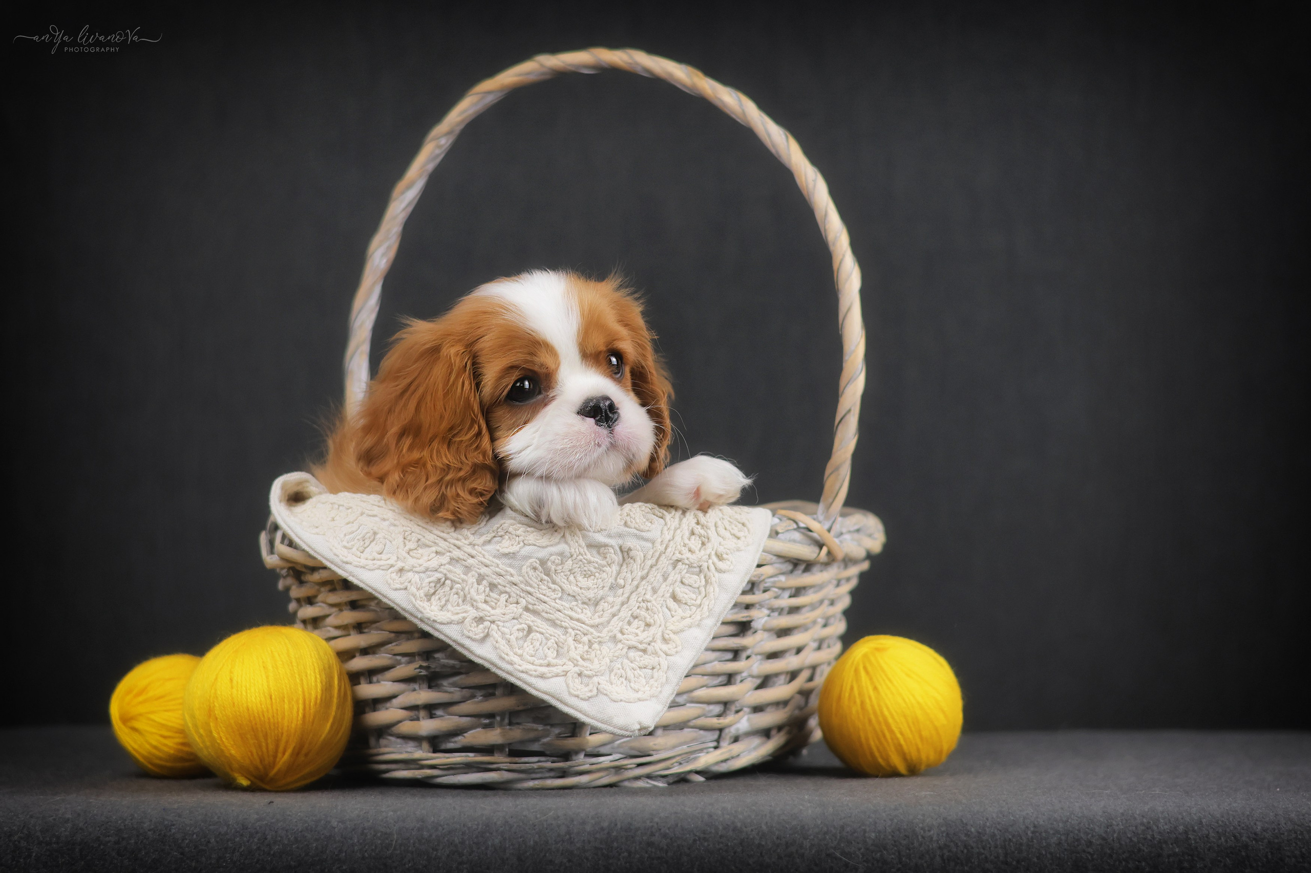 Кавалерчики. Фотограф анималист Аня Ливанова | Рыбинск