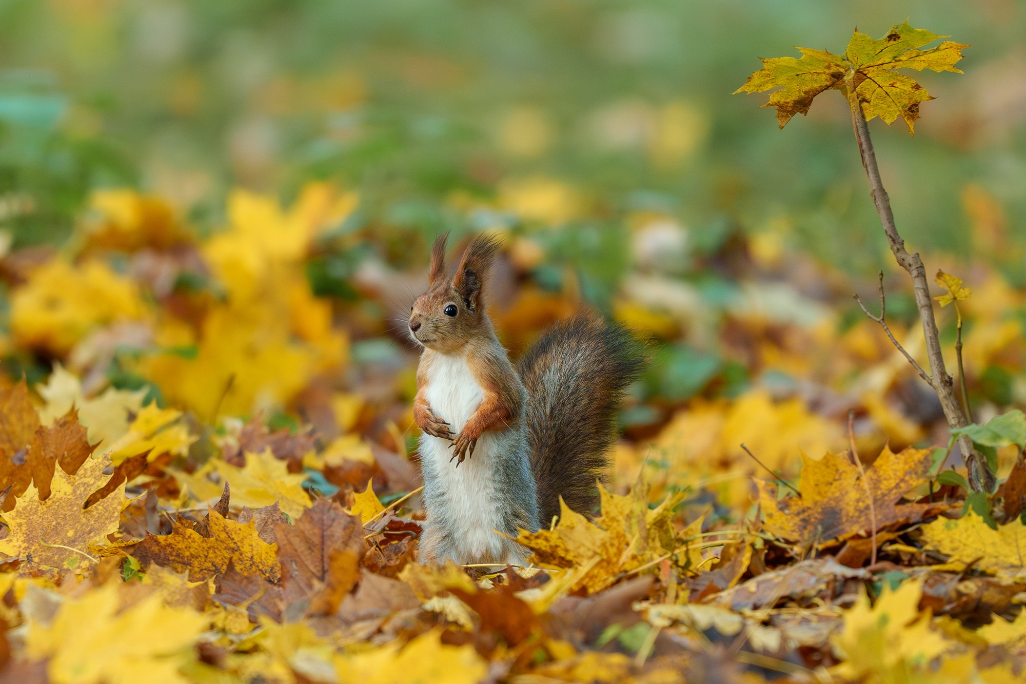 Животные. Ваш личный фотограф Марина Волкова