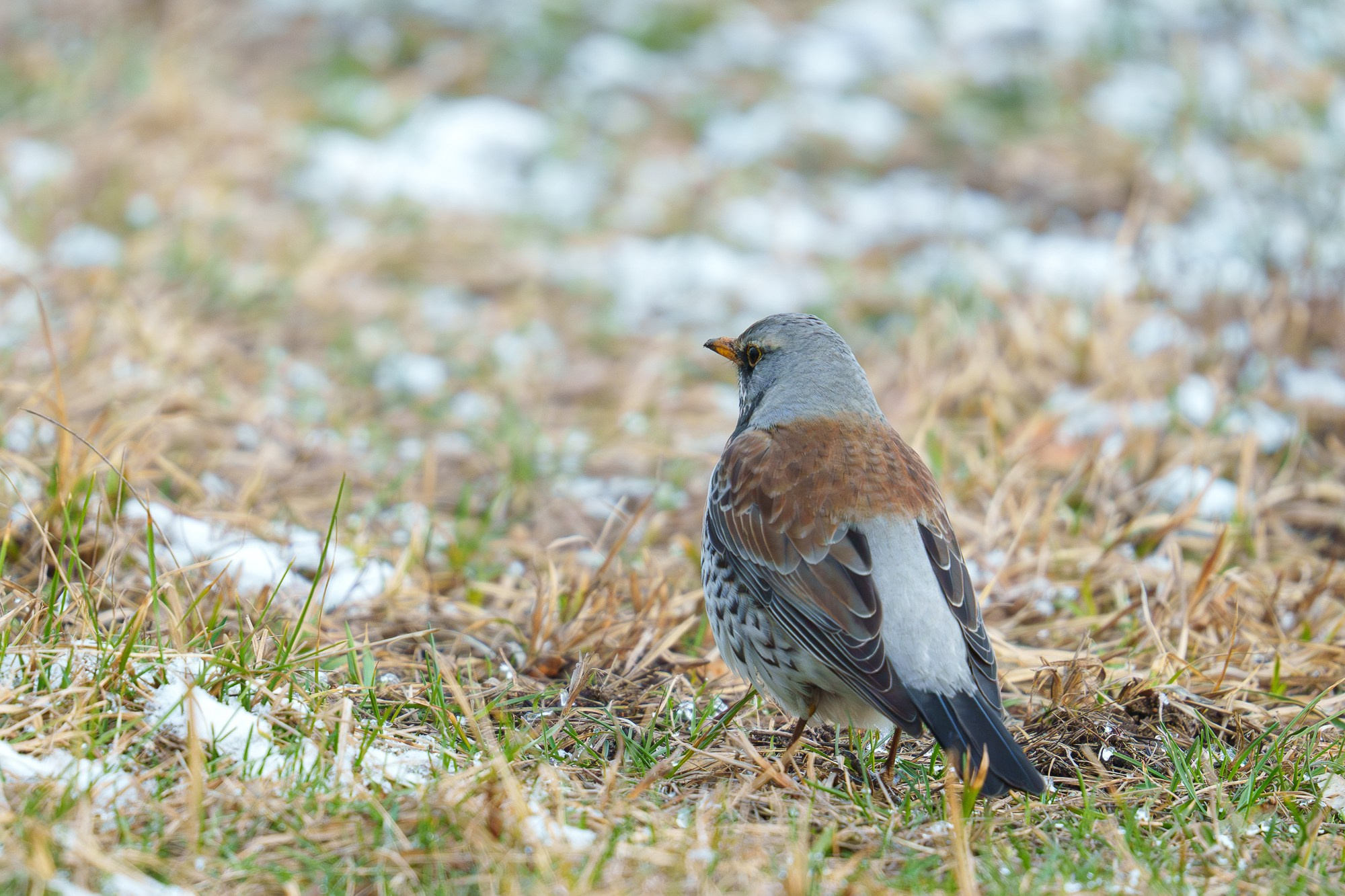 Удивительные мир птиц. Вокруг нас столько прекрасного — присмотритесь!. Ваш личный фотограф Марина Волкова