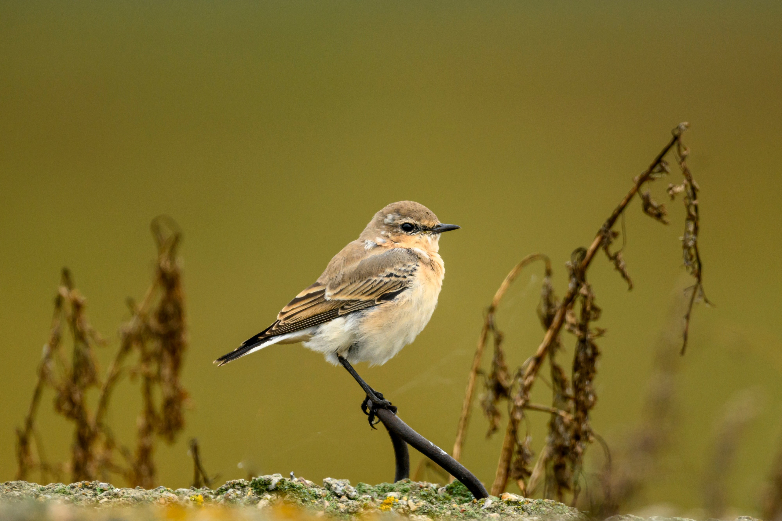 Коростель, кукушка, каменка. Wildlife photography by Sergey Puponin