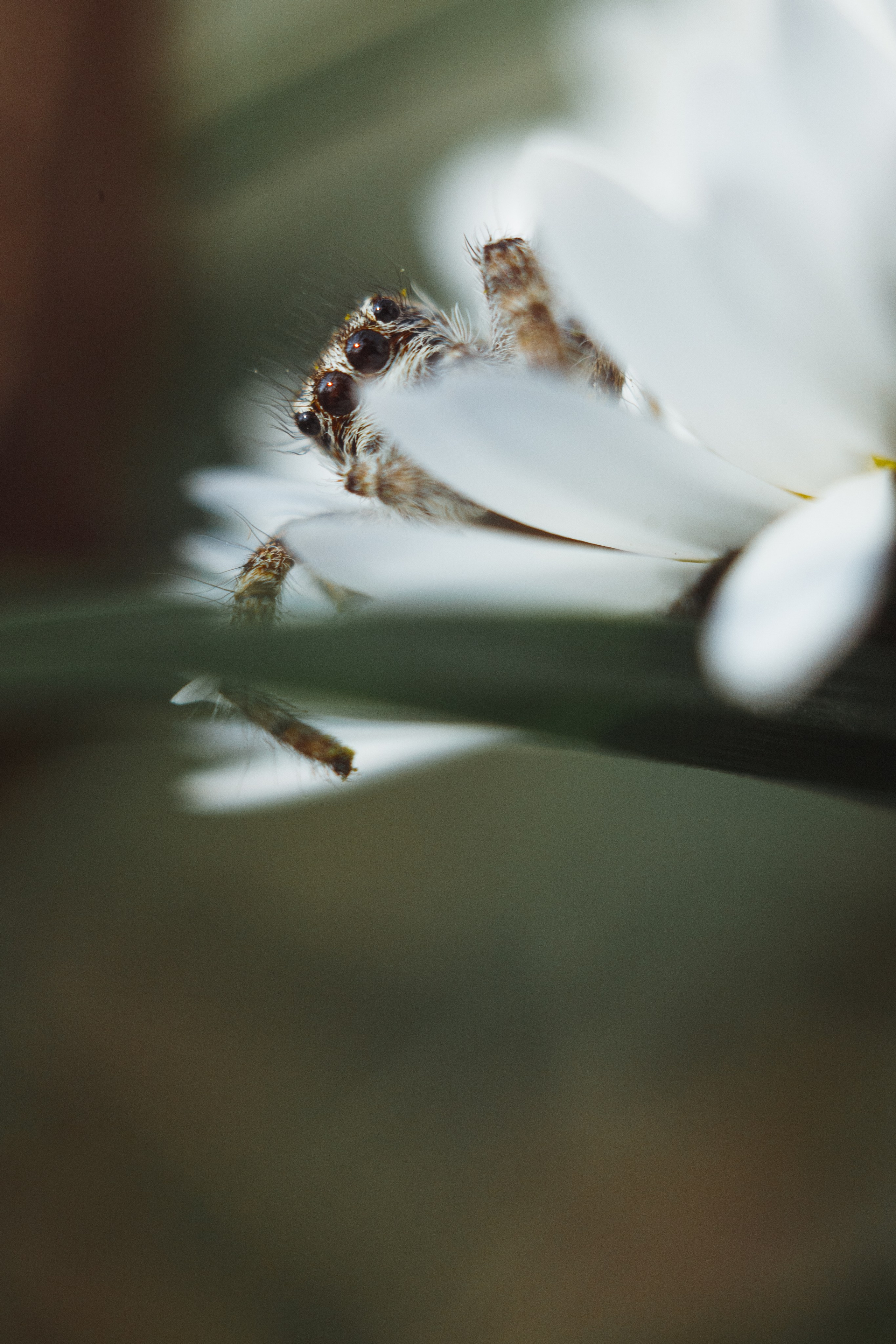 Nature. Артем Корнев Фотограф
