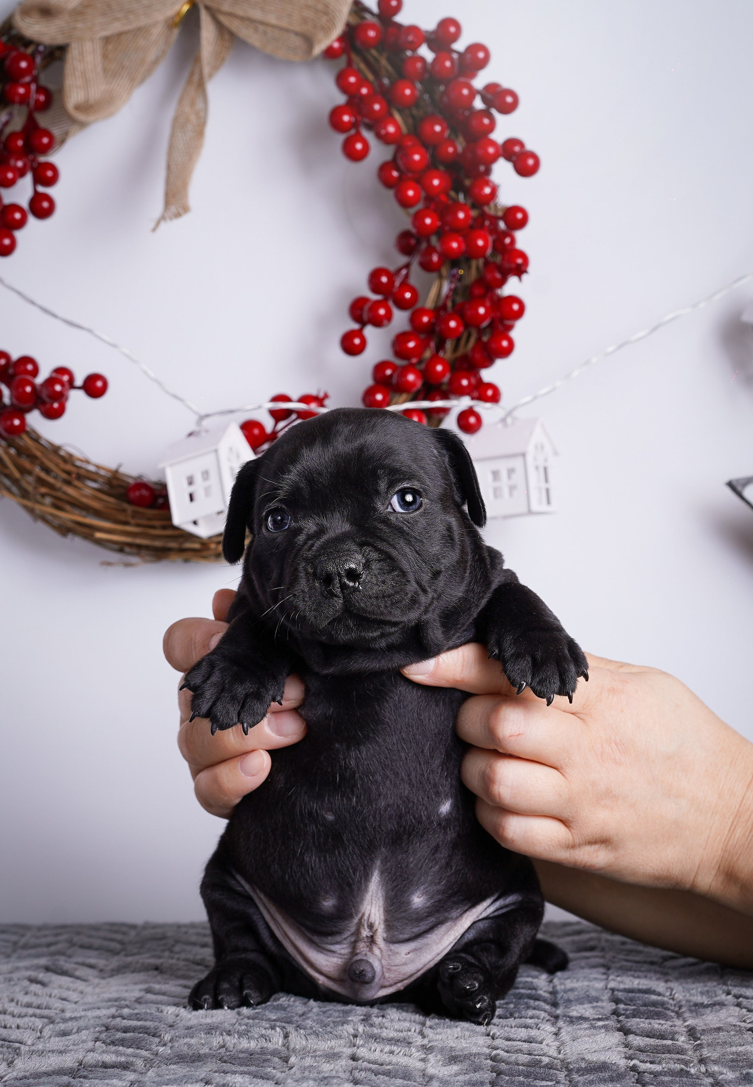Щенки стаффи. Фотограф-анималист в Санкт-Петербурге Яна Мартынова