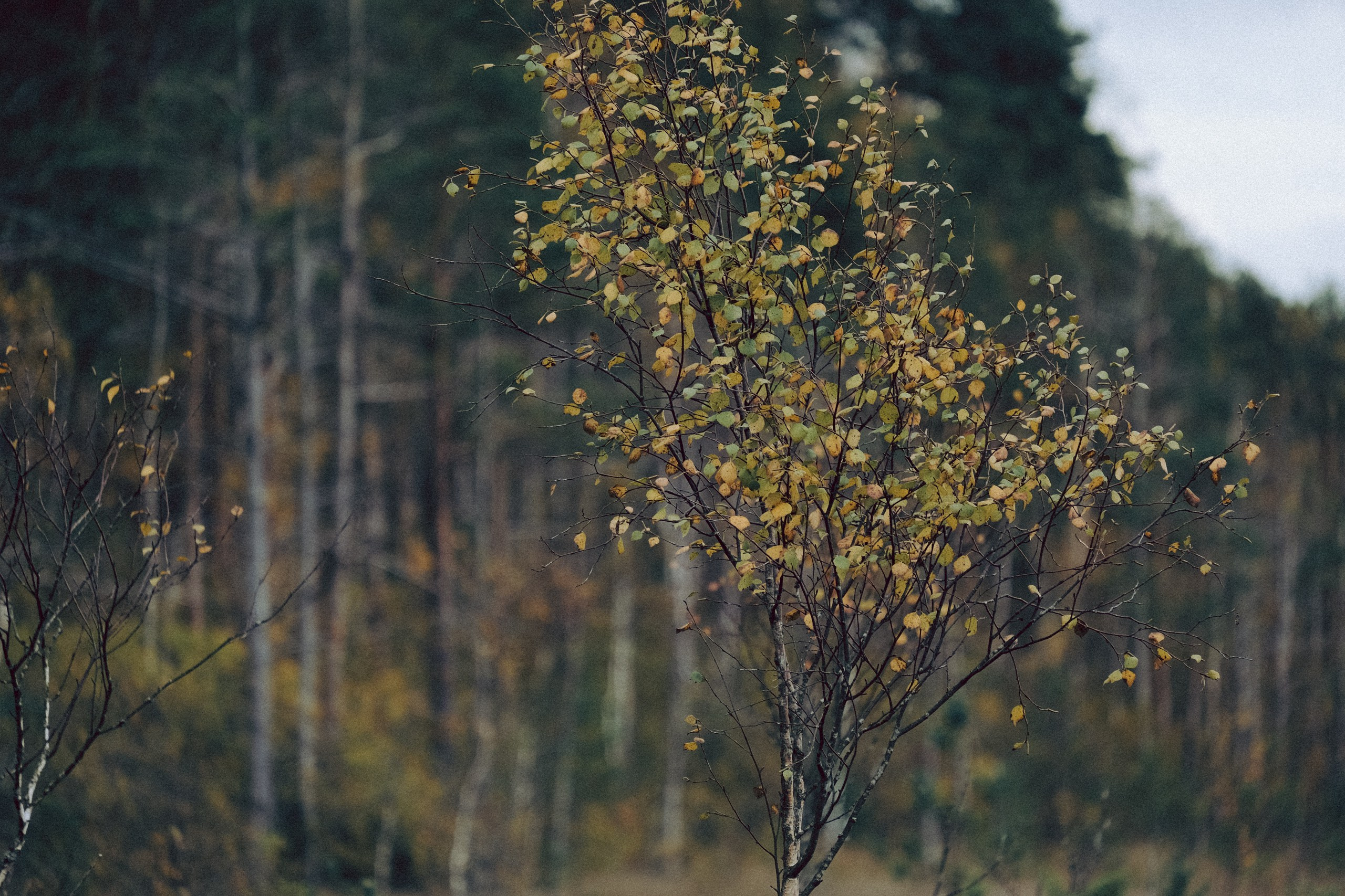 Осеняя прогулка. Профессиональный фотограф, Санкт-Петербург — Виктория Богомолова