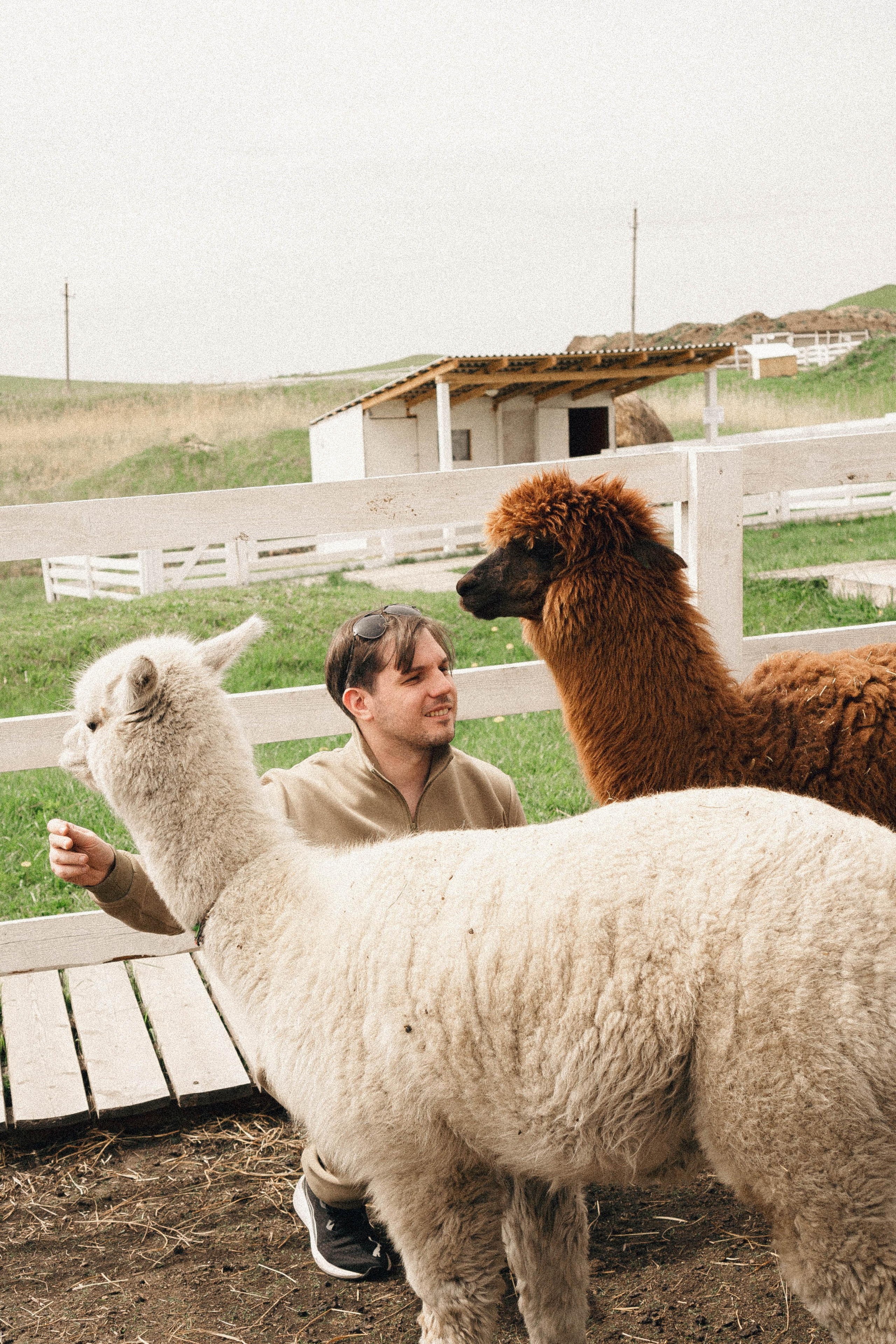 Ферма Альпак. Профессиональный фотограф, Санкт-Петербург — Виктория Богомолова