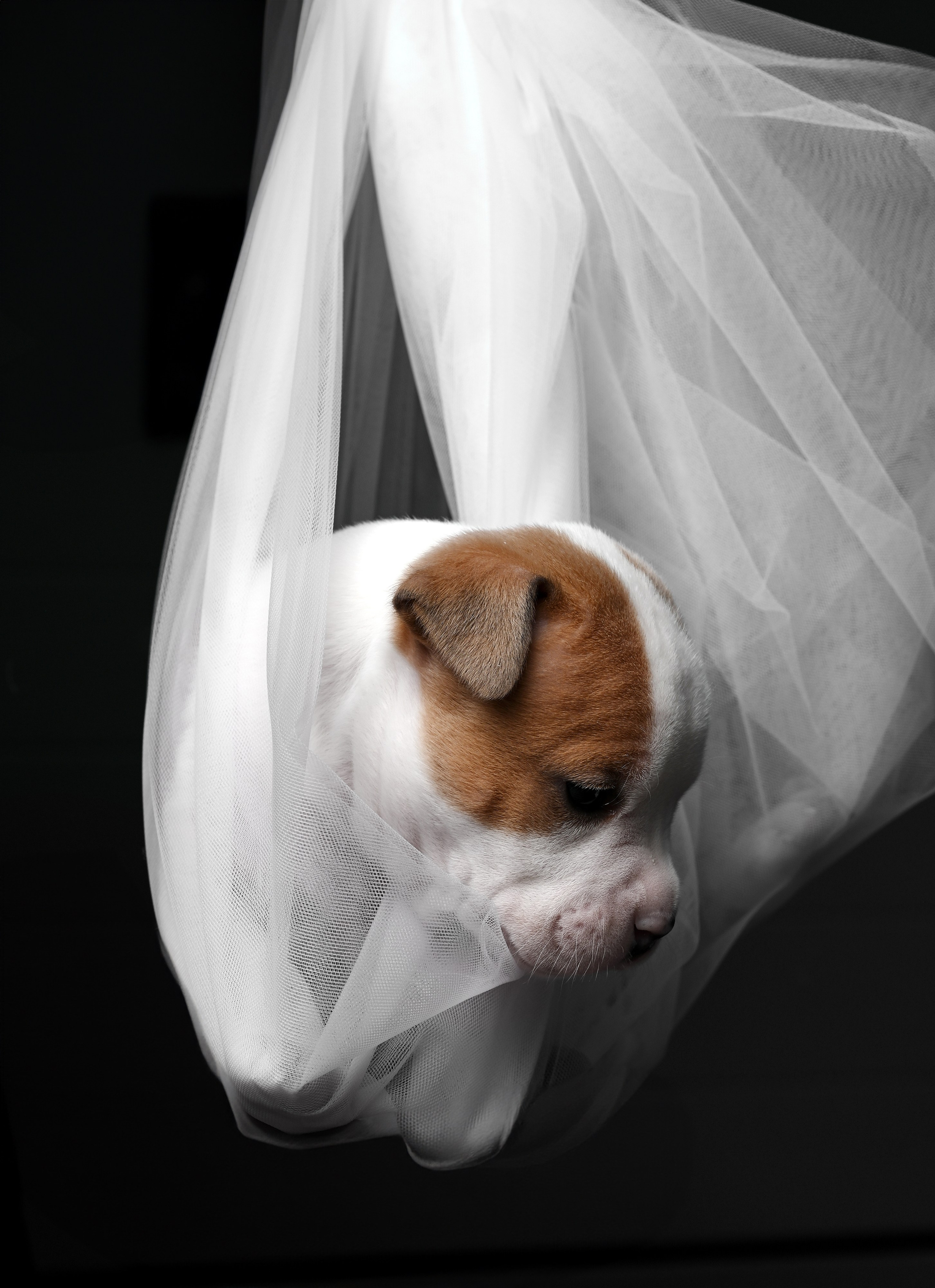 Фотосессия собак, щенков,. Предметная фото и видеосъемка в Саратове| Профессиональный фотограф