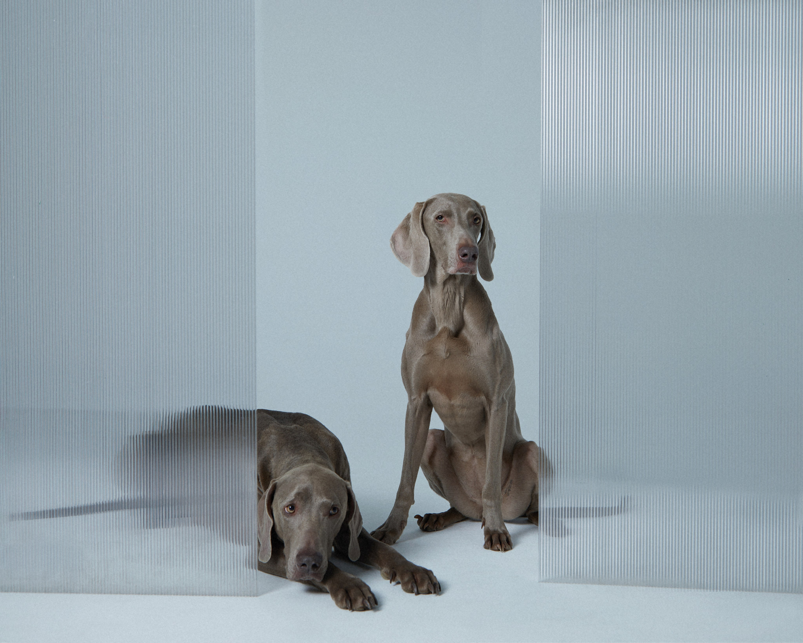 Pets Photography / Фотограф Собак