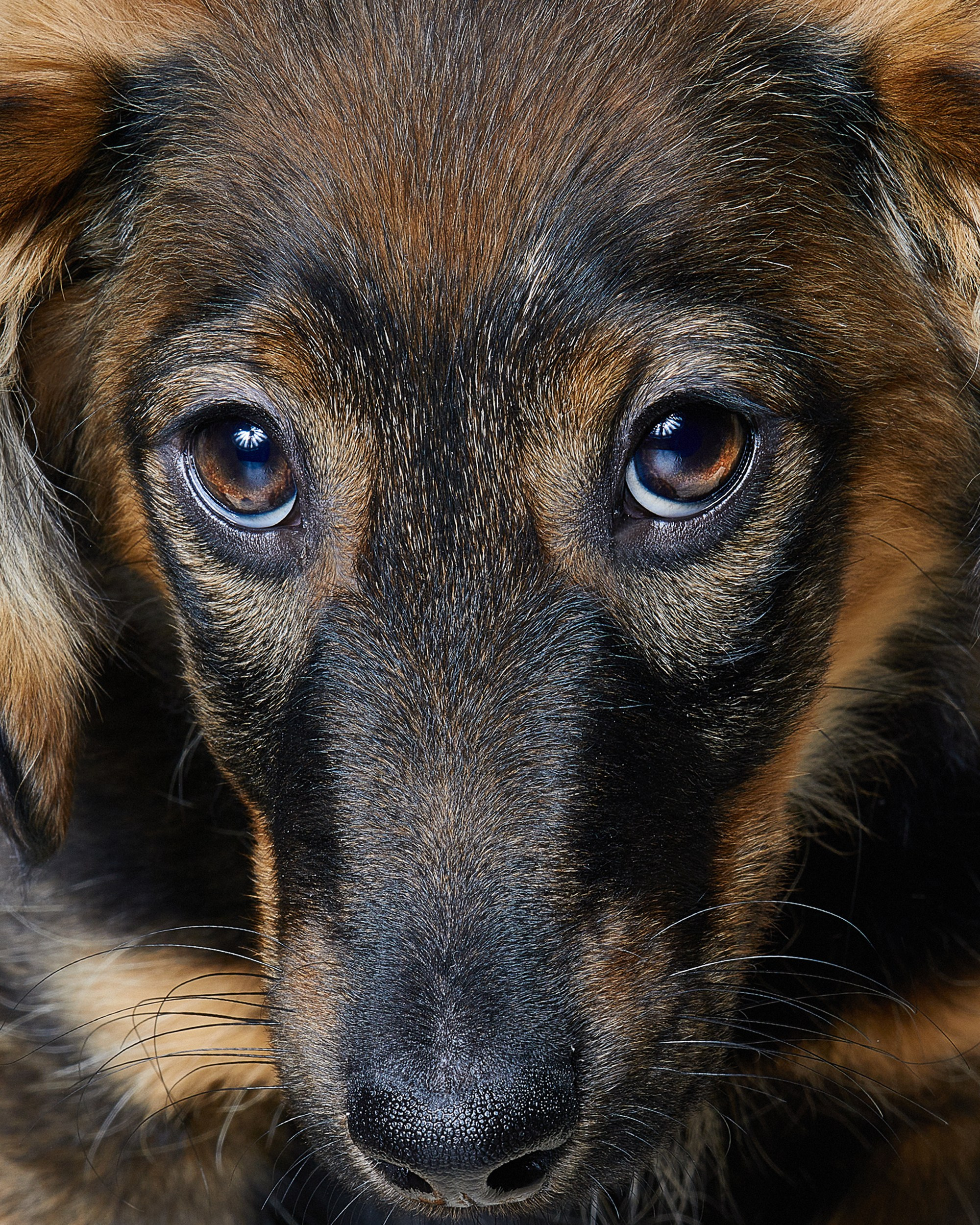 Pets Photography / Фотограф Собак