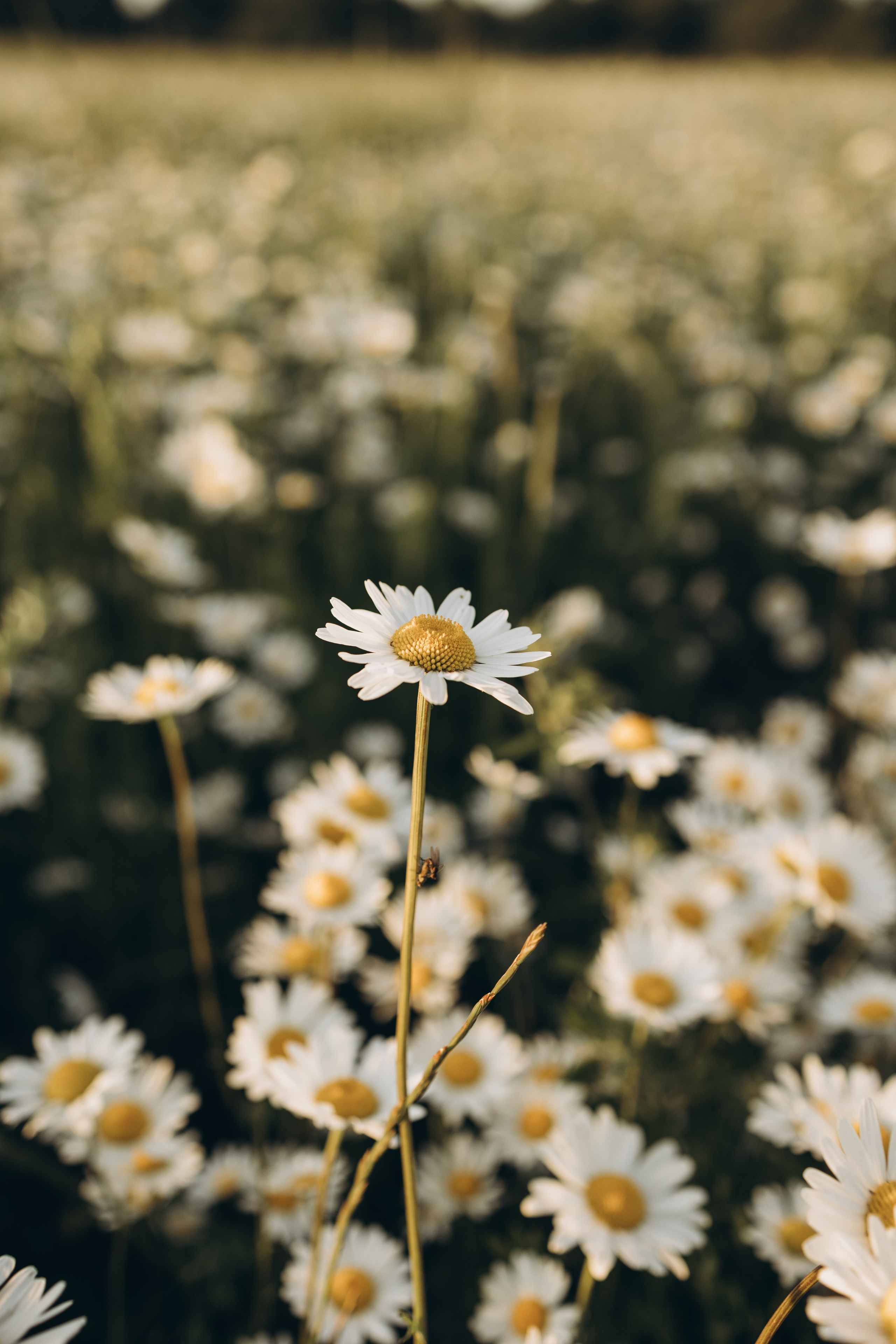 Маша и ромашки. Семейный фотограф в Москве Виктория Ястребинская