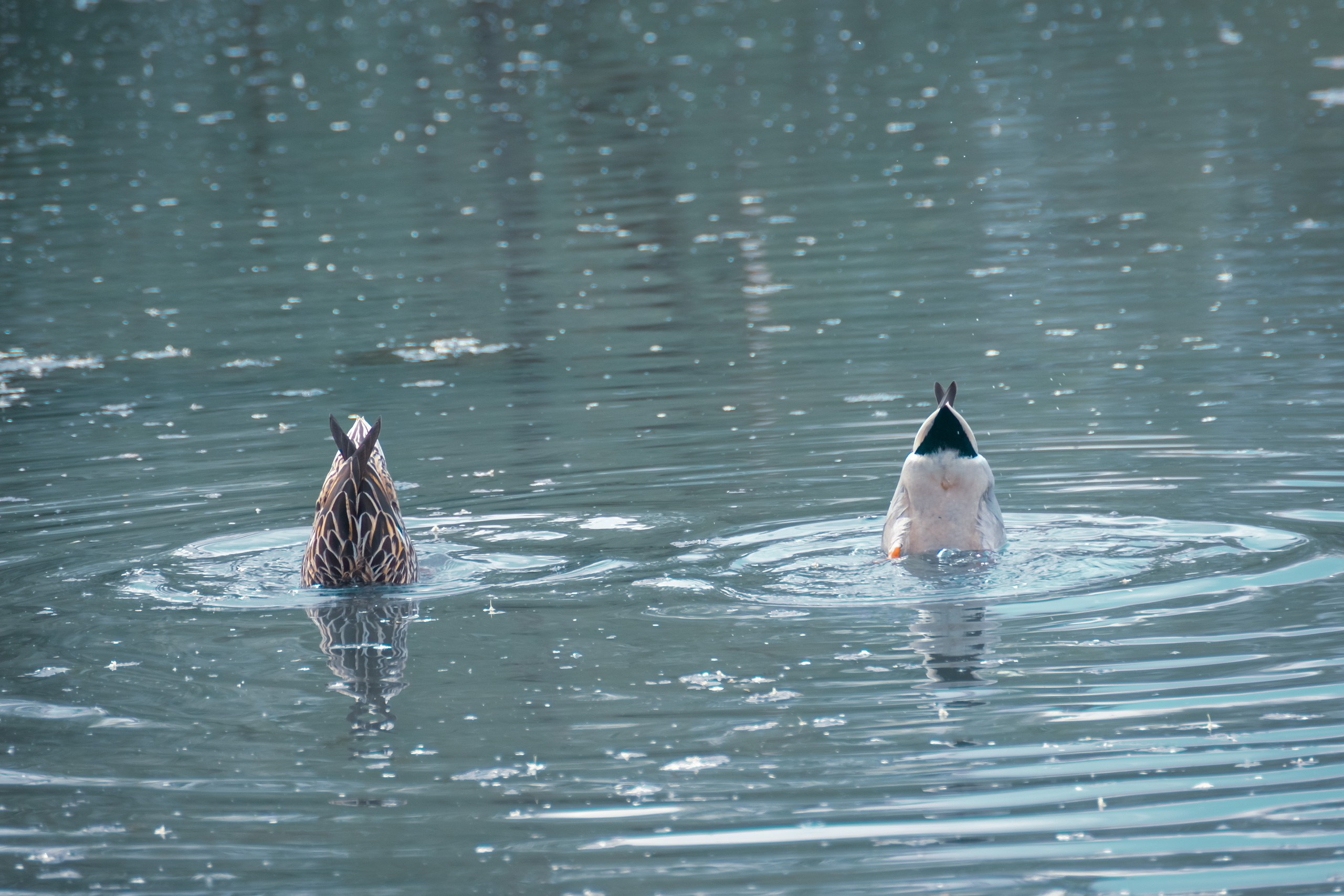 О Верности. Аmat Victoria Сuram