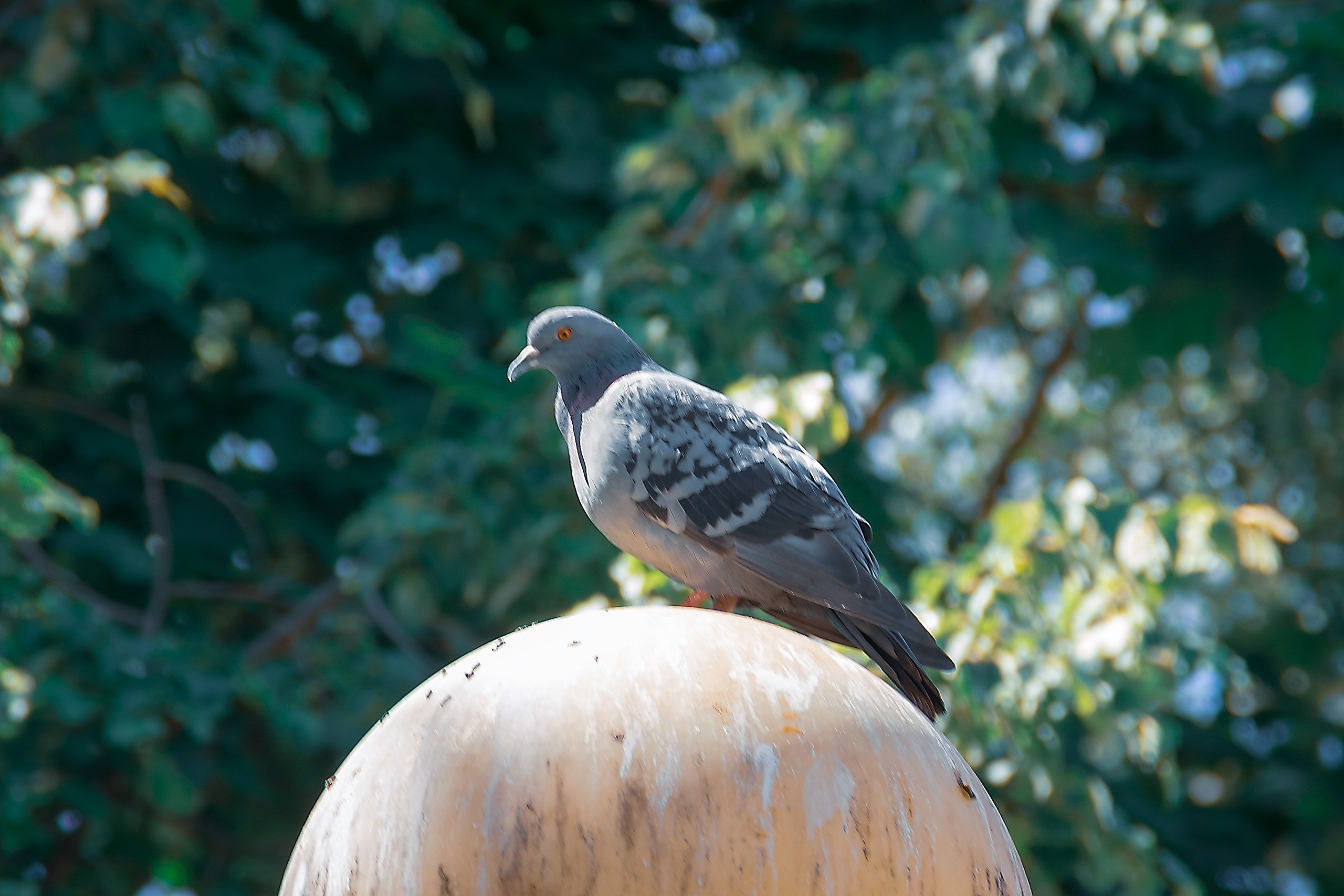 Наш Дом — Земля. Аmat Victoria Сuram