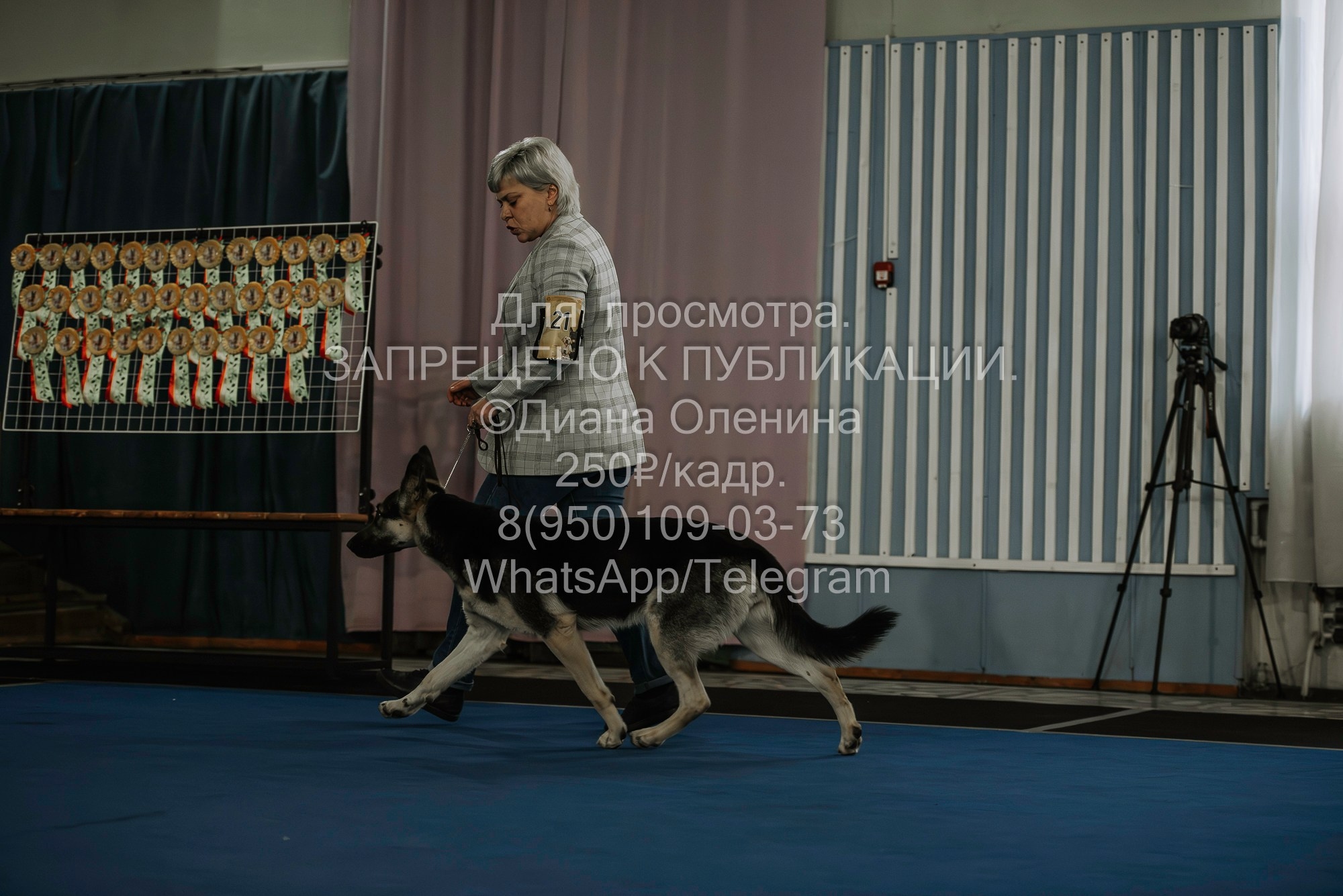 Выставка собак Красноярск 29.10.2023. Фотограф Диана Оленина Красноярск / Братск