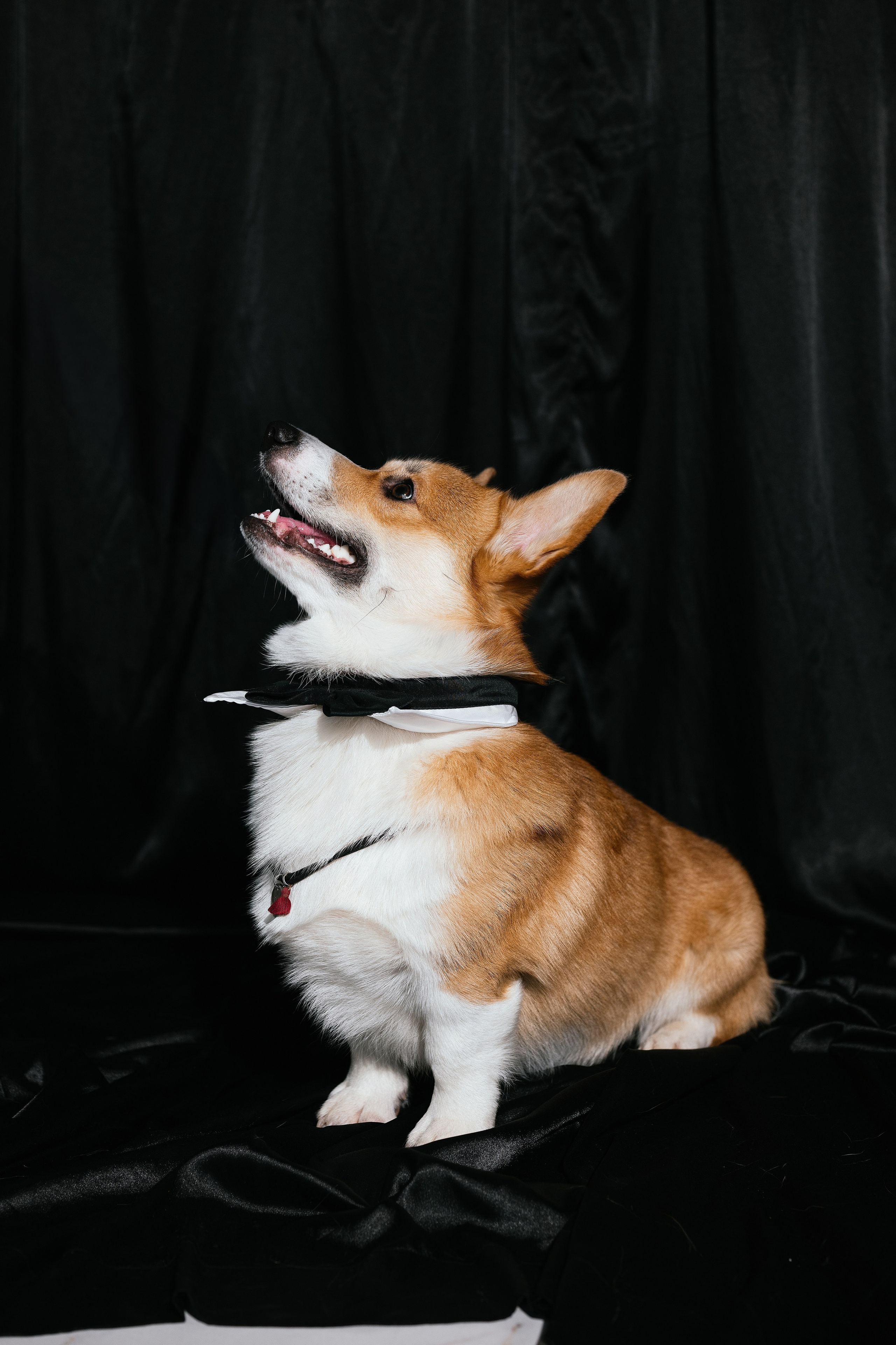 Таня и Пич. Свадебный, семейный фотограф в Рязани Лена Брант