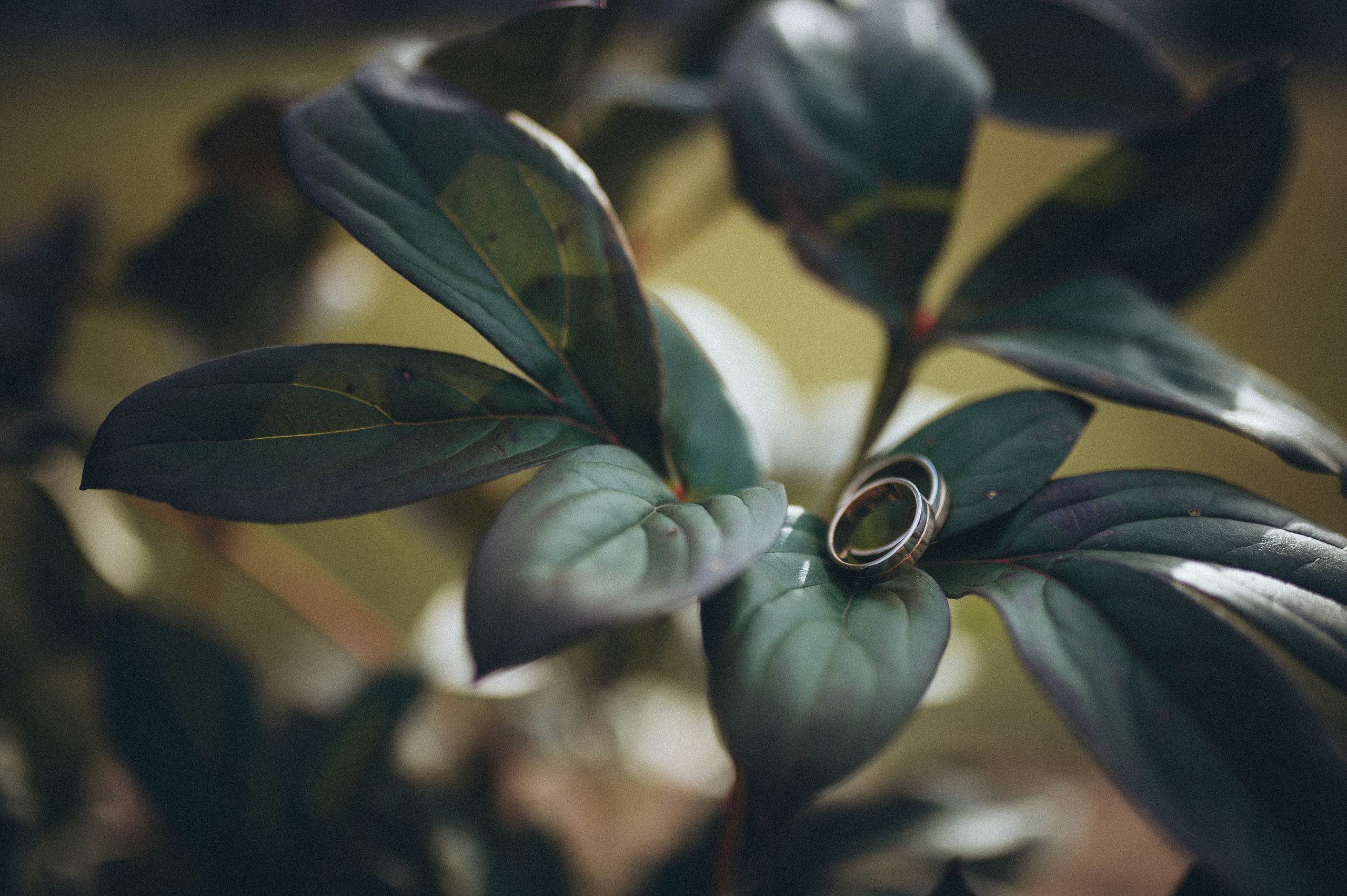 Ксения и Николай. Fotograf in Sewastopol, Krim und Moskau Gorbunov Denis