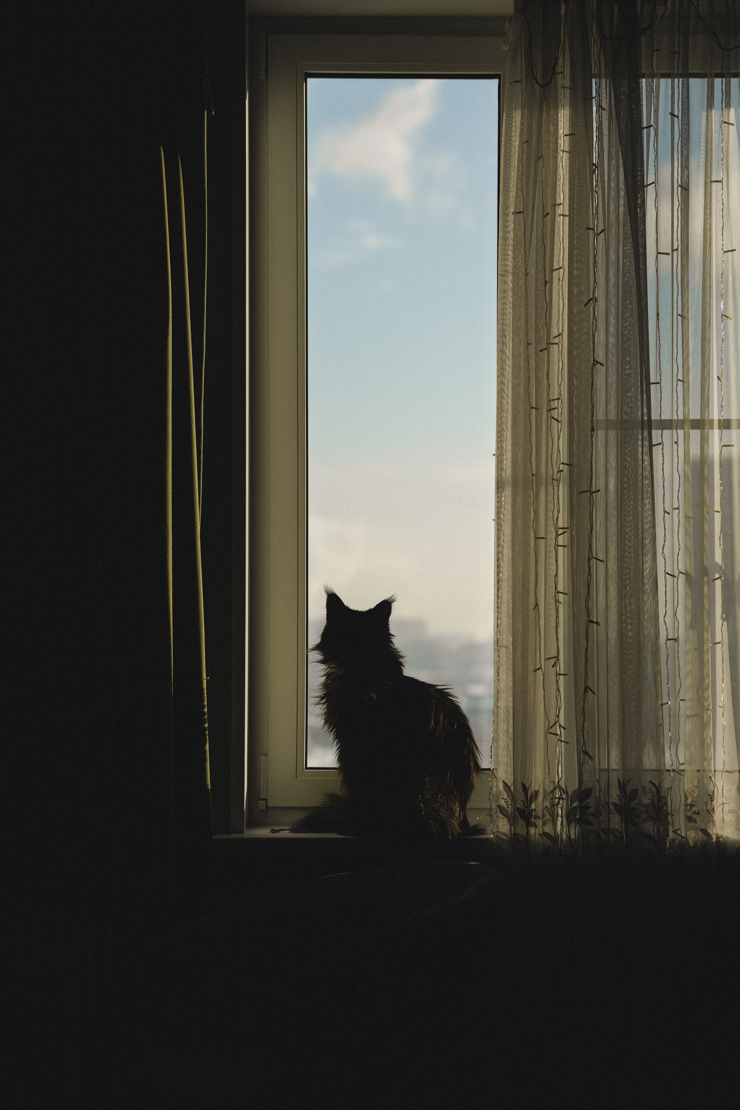 Флоки и Хисса. Фотограф в Санкт-Петербурге Алёна Губинская