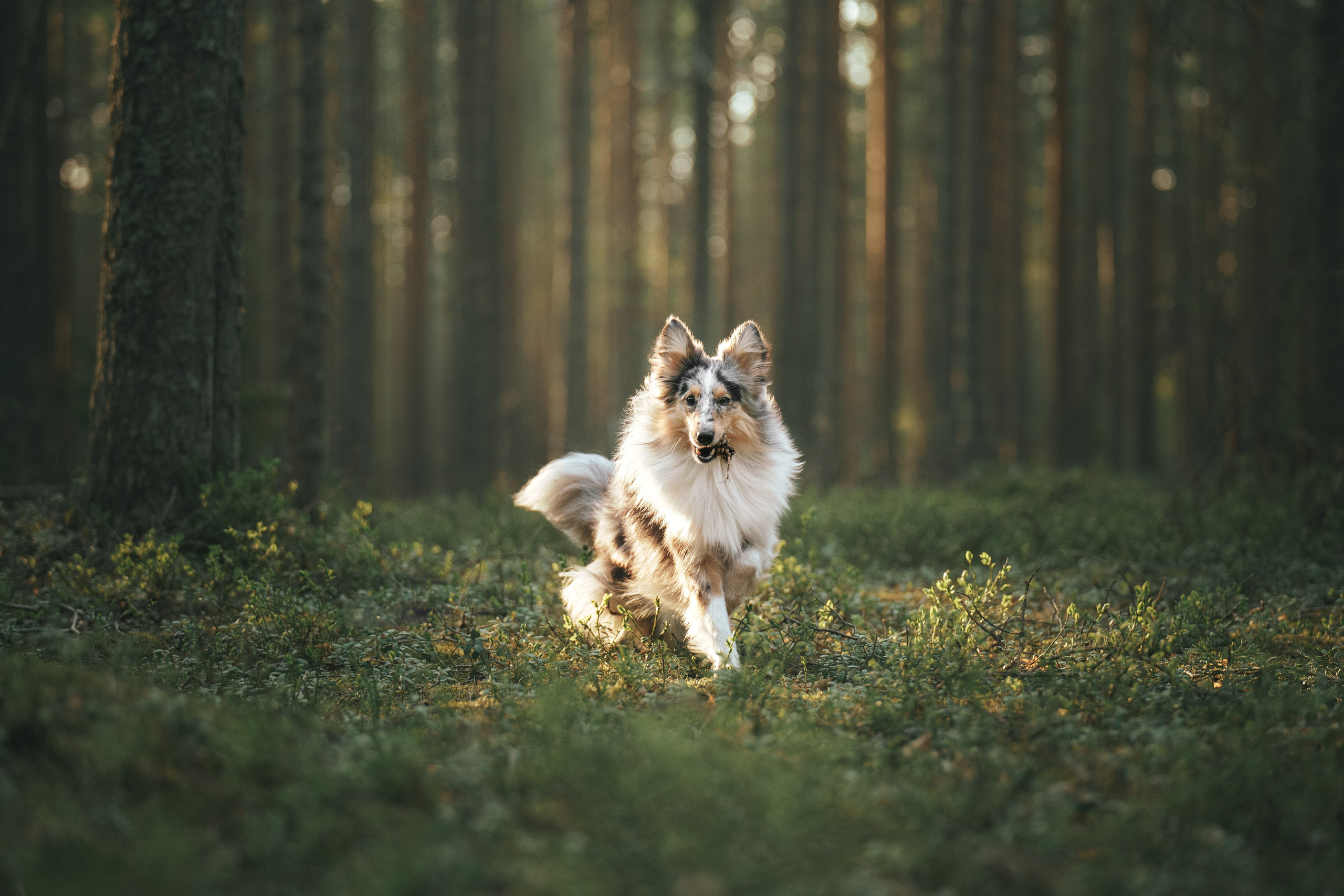 Мила и Лейла. Фотограф анималист Осипчикова Мария