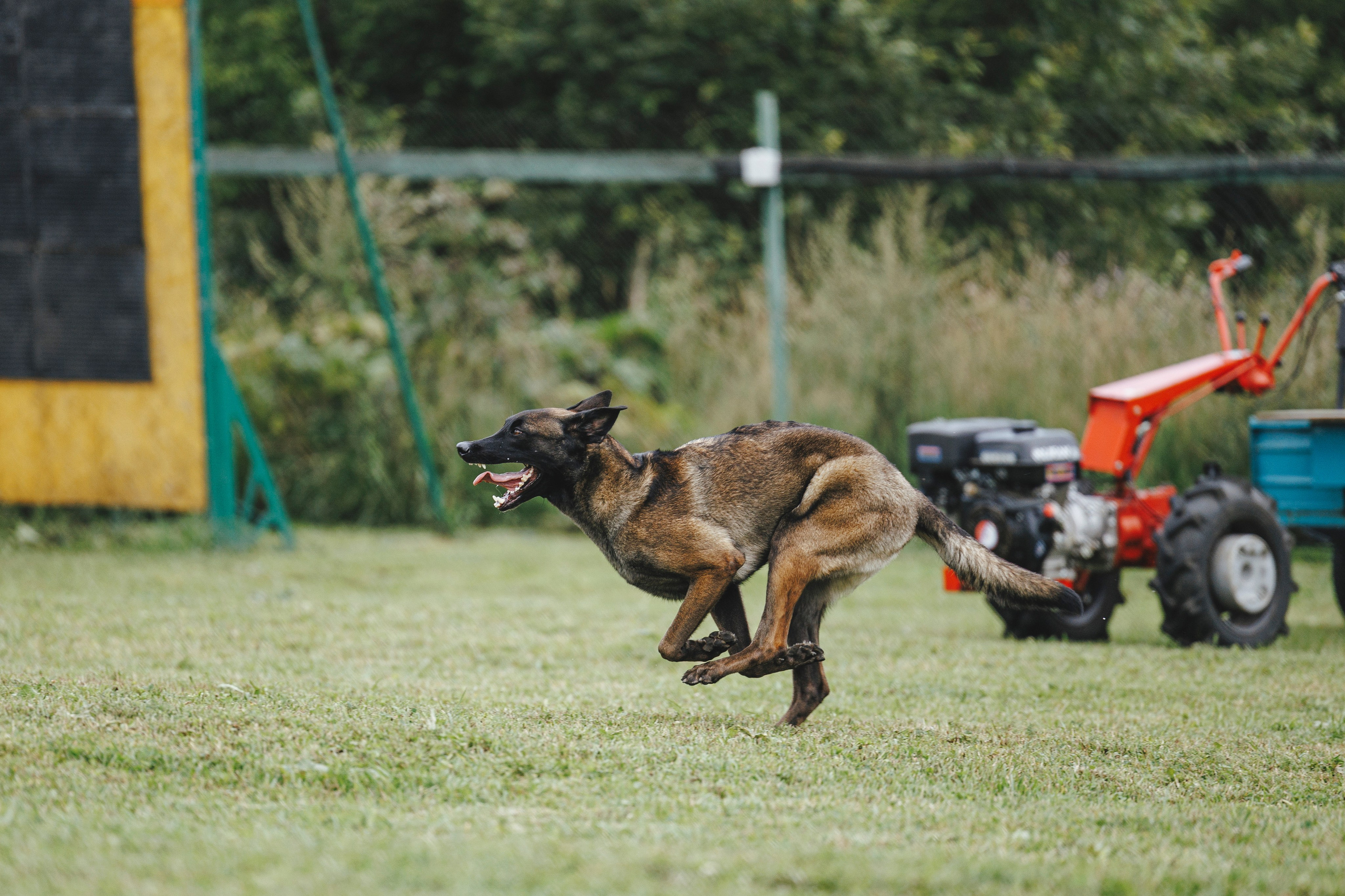 08.08.25-10.08.25 ЧР по мондьорингу г. Вологда. Фотограф-анималист Анна Маринич