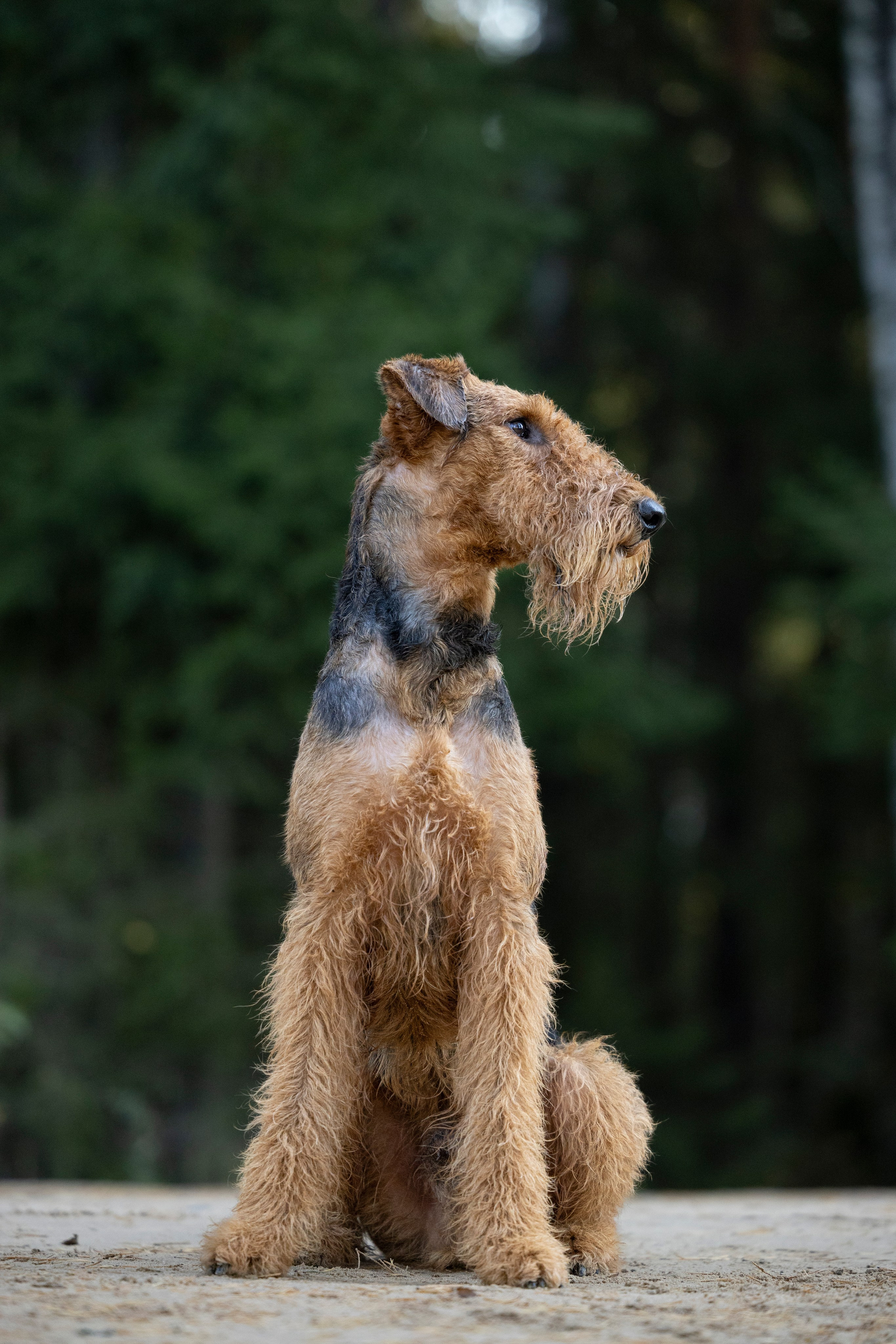Харди. Фотограф-анималист Анна Маринич