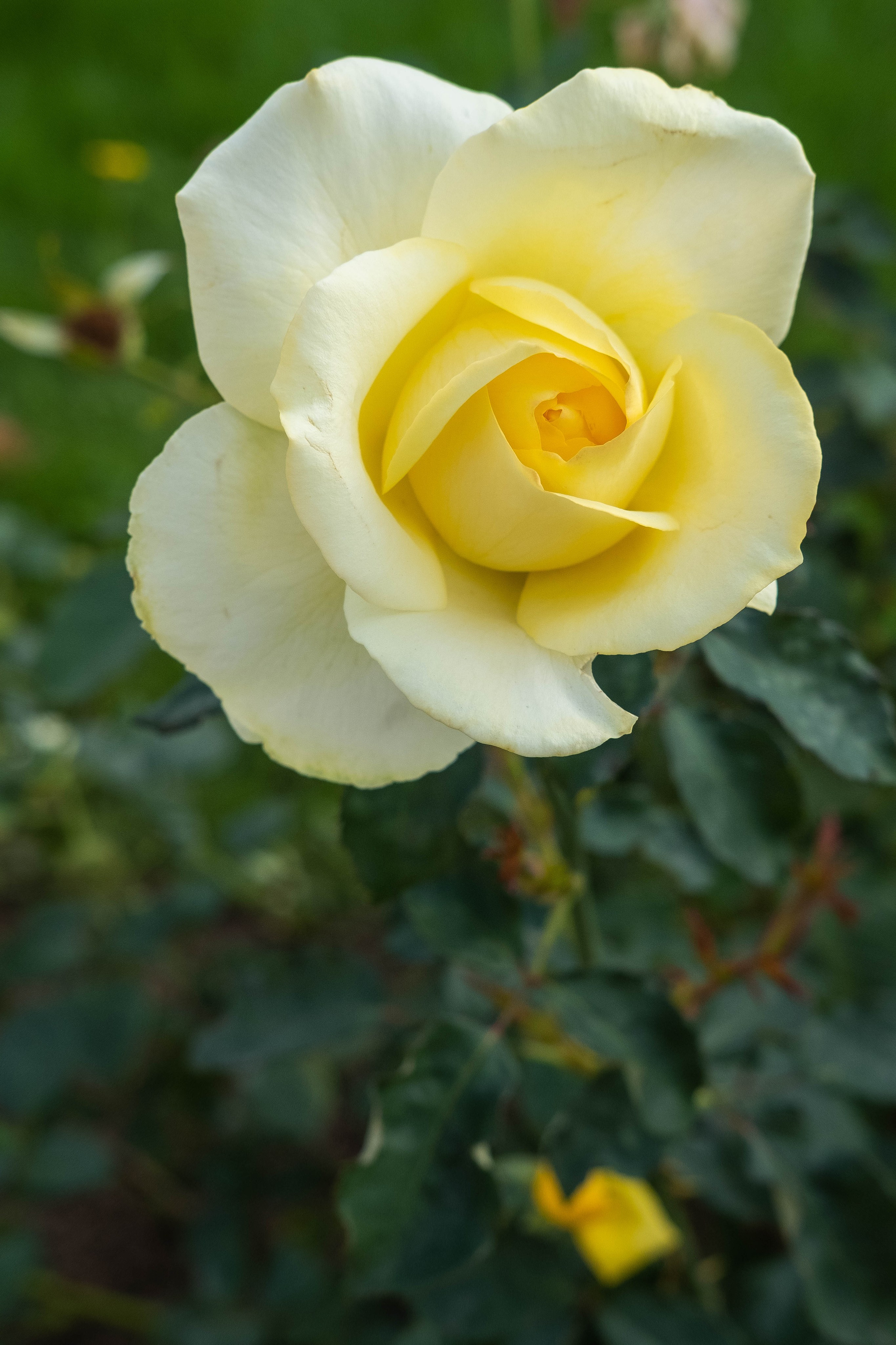 Питер 2024. Свадебный и семейный фотограф в Новосибирске, Санкт-Петербурге, Москве