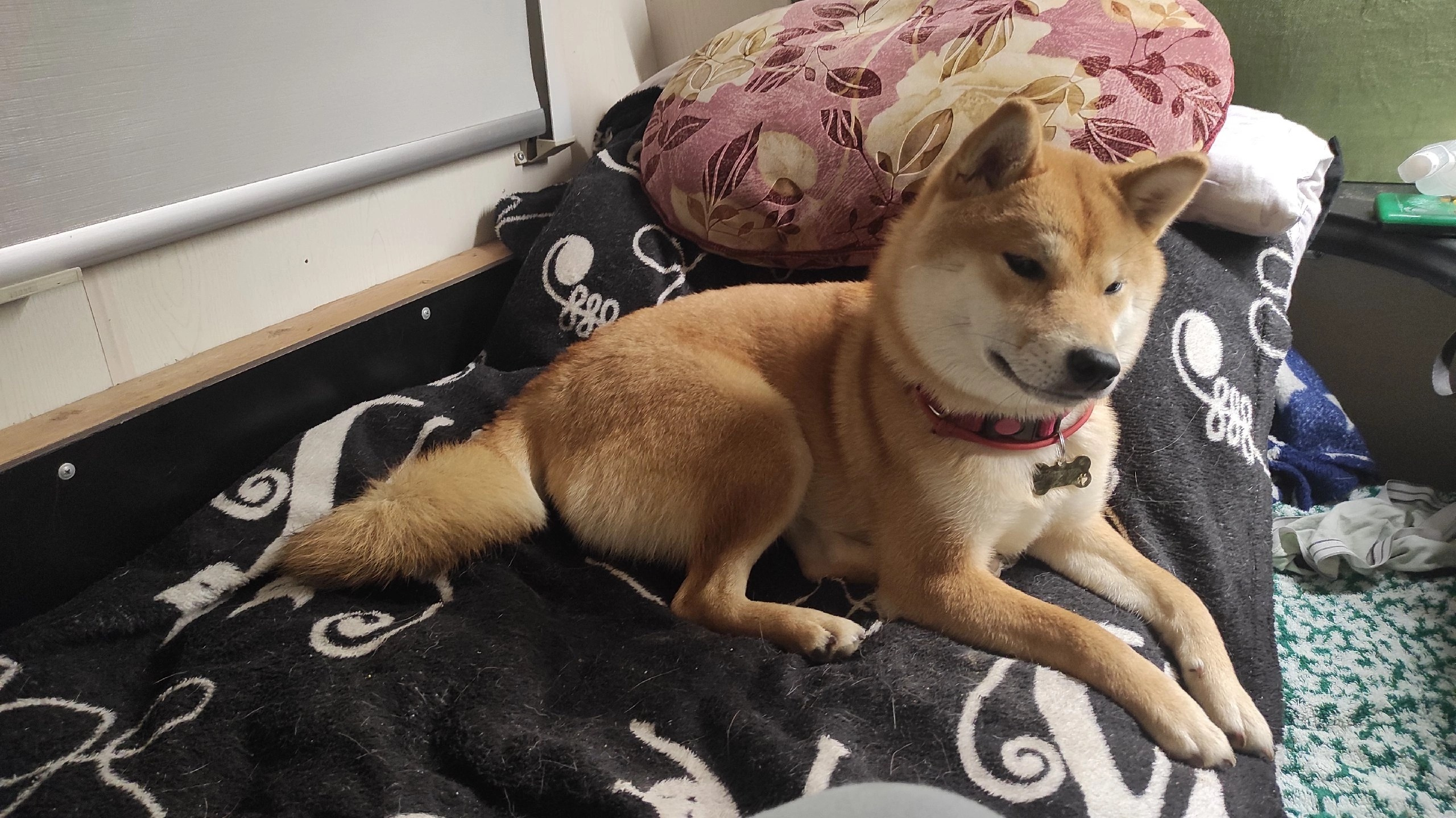 сиба питомник Рубилайт щенки на продажу rubylight  сиба щенки купить