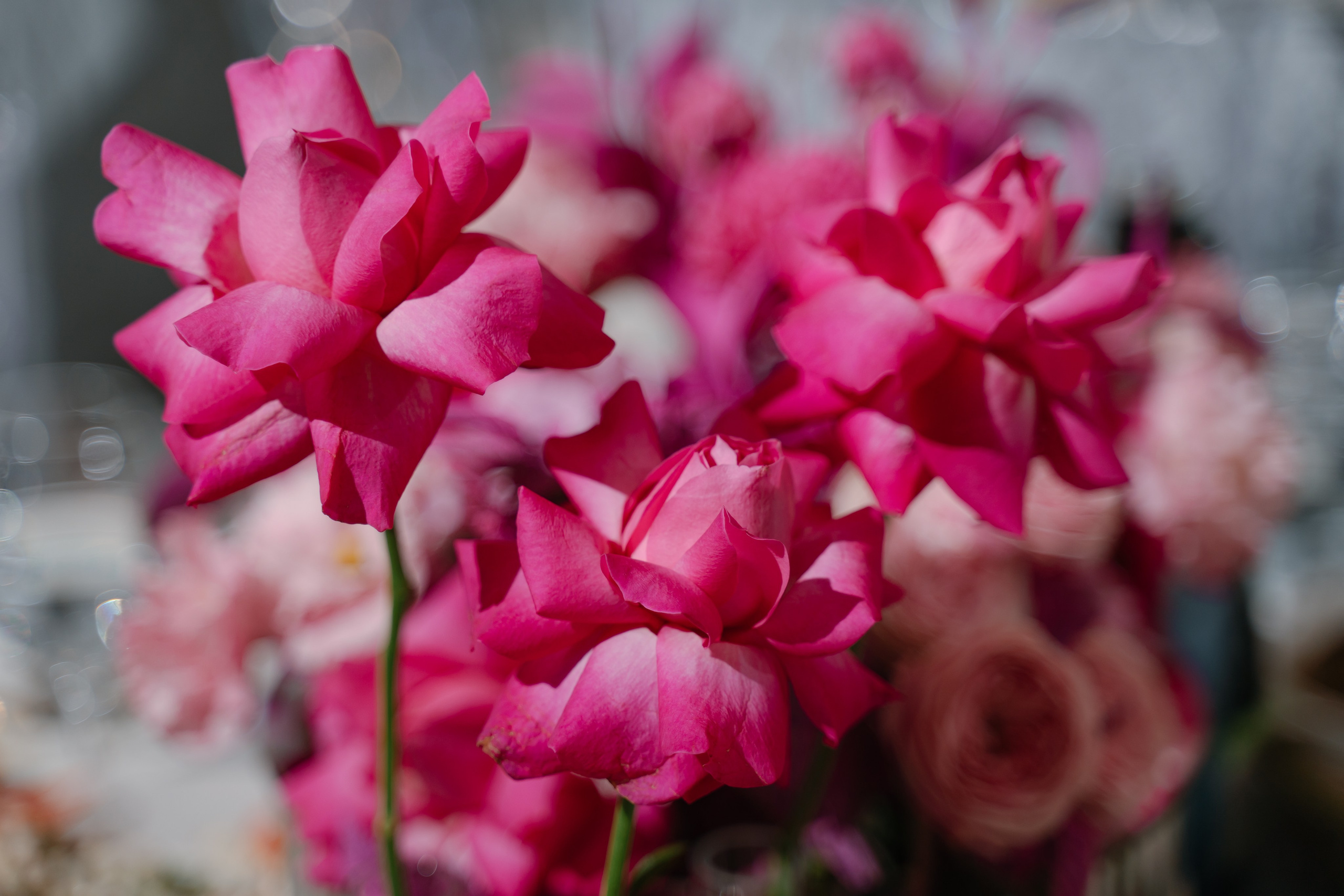 Юбилей. Свадебный фотограф — Наталья Фед СПб/Москва