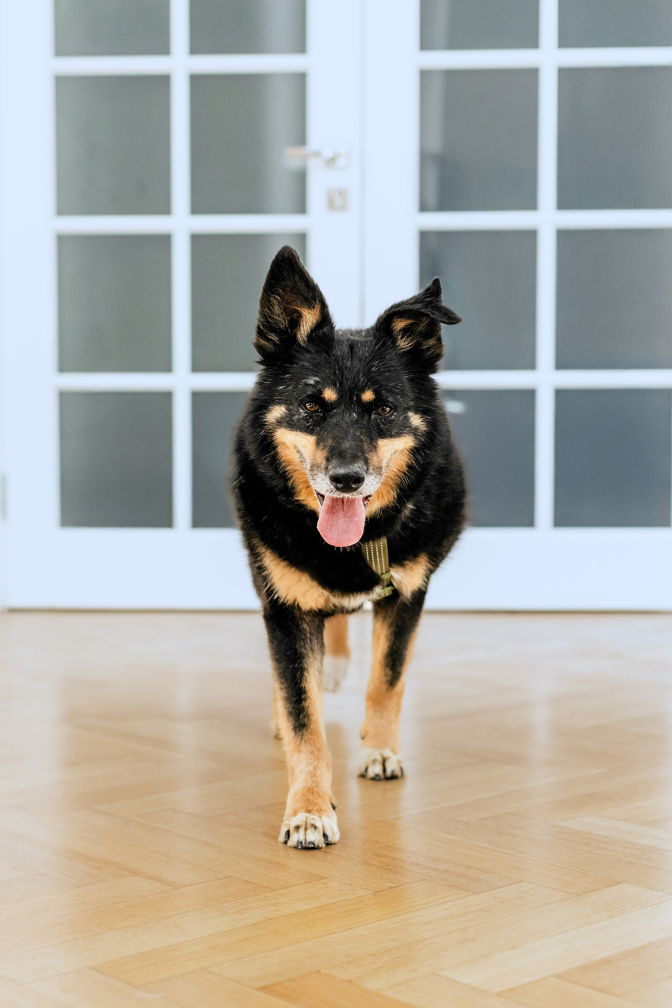 Студия лето 2025. Фотограф-анималист Татьяна Степанова